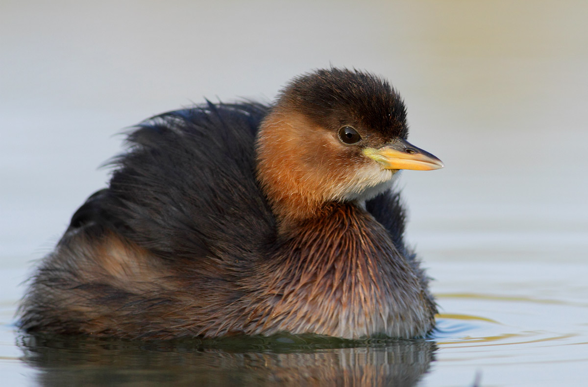 Little Grebe