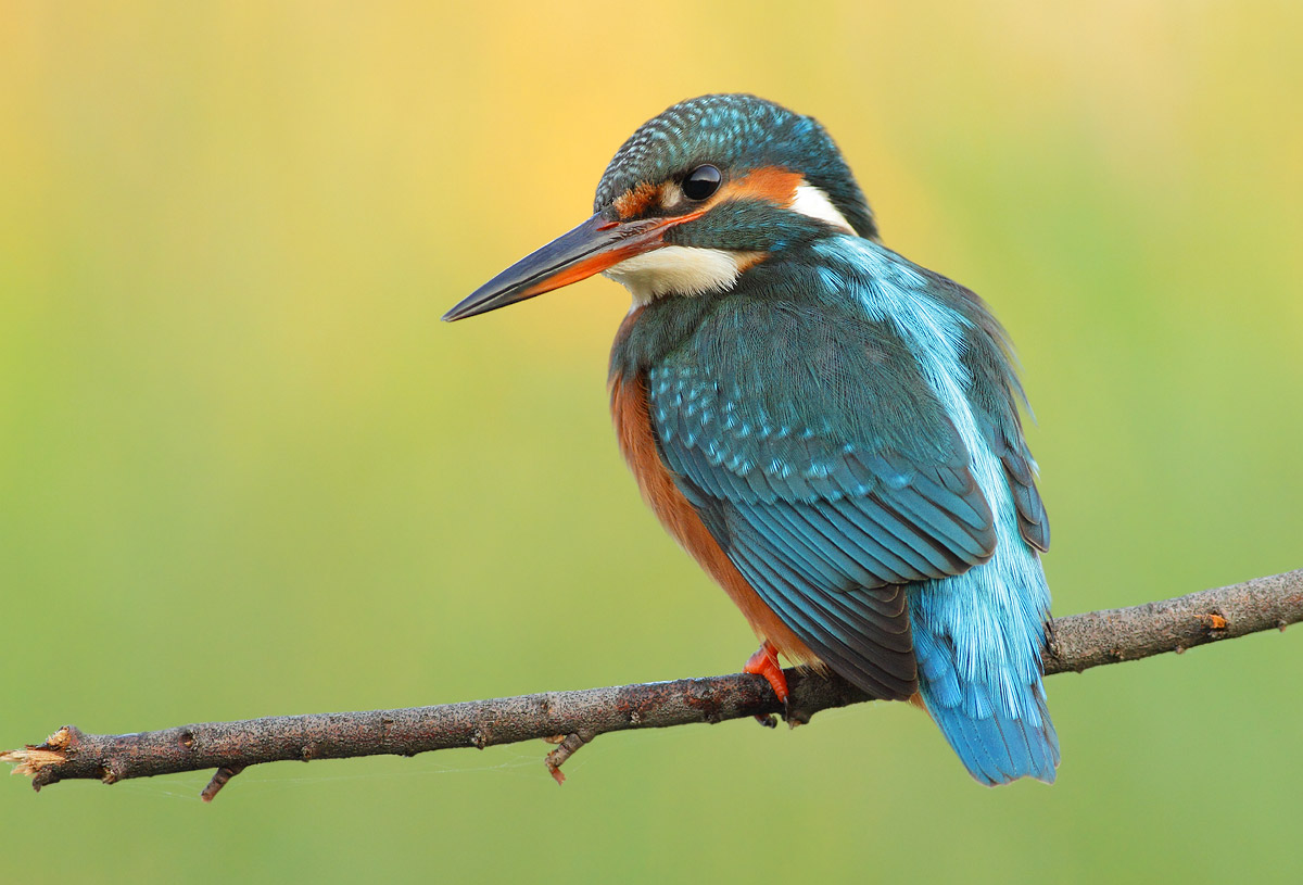 kingfisher