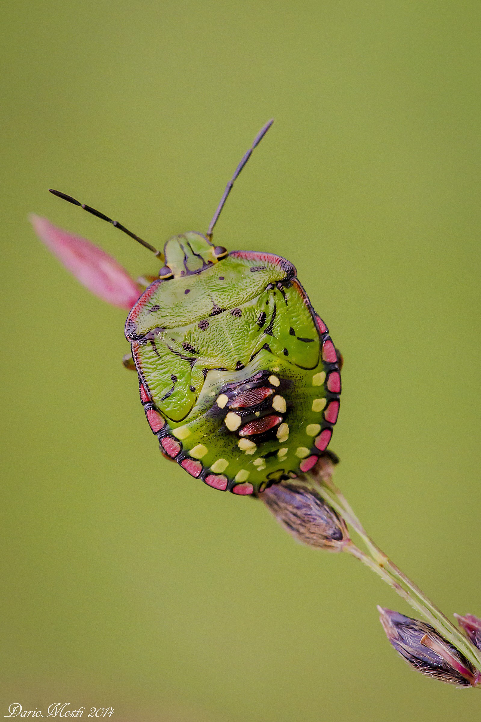 Young Nezara viridula