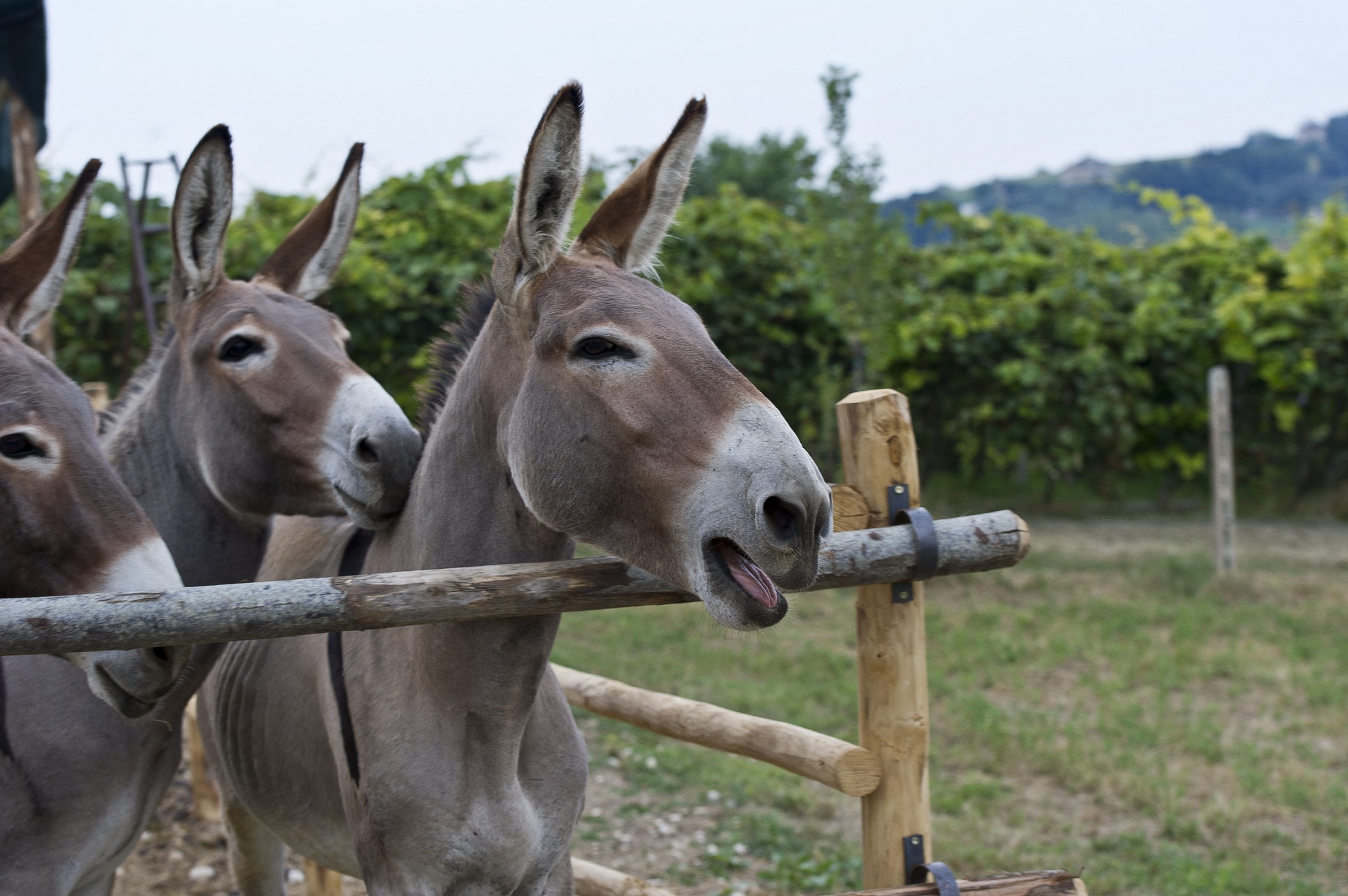 ma guardali mi viene da ridere...