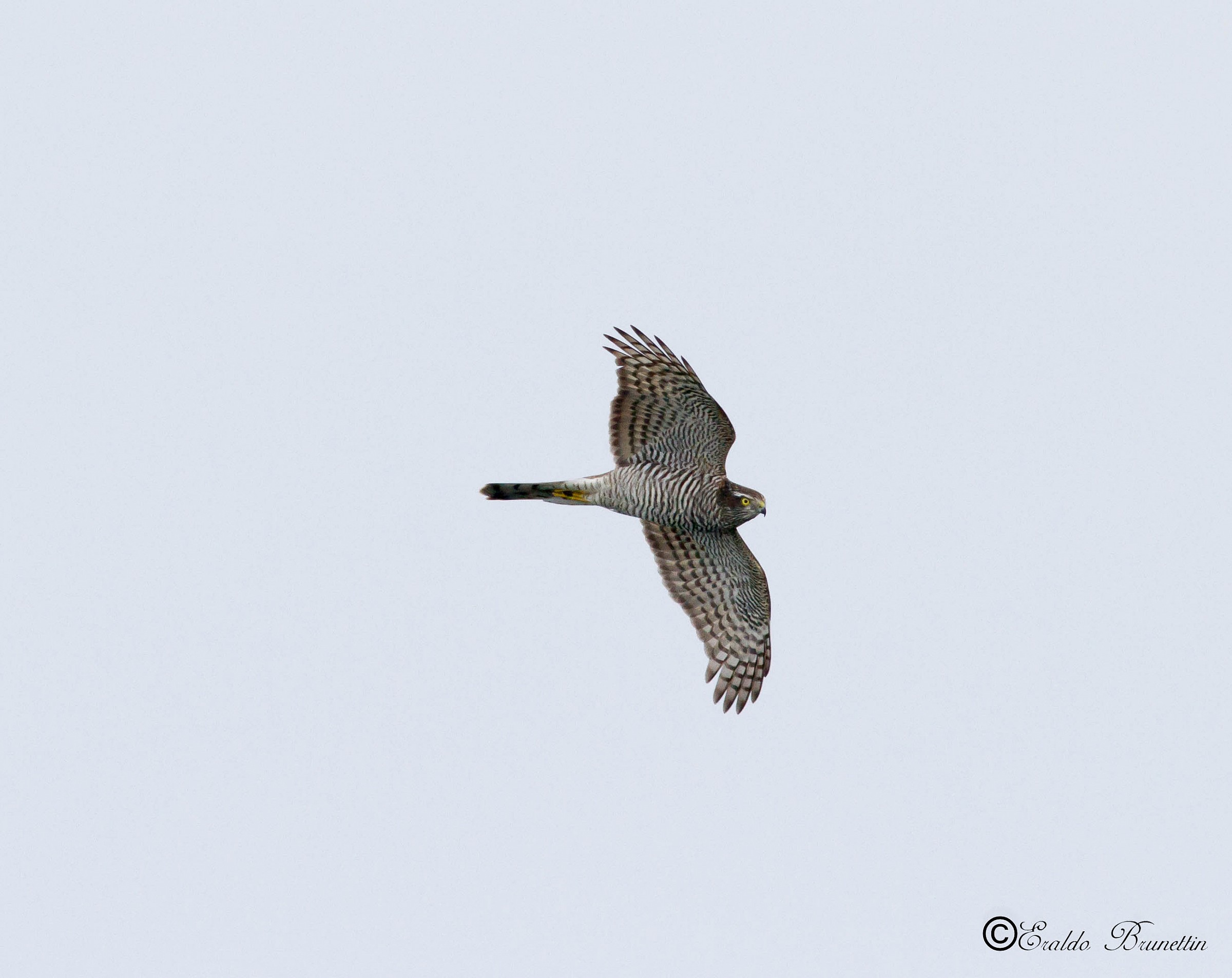 Sparrowhawk, female (Accipiter nisus)