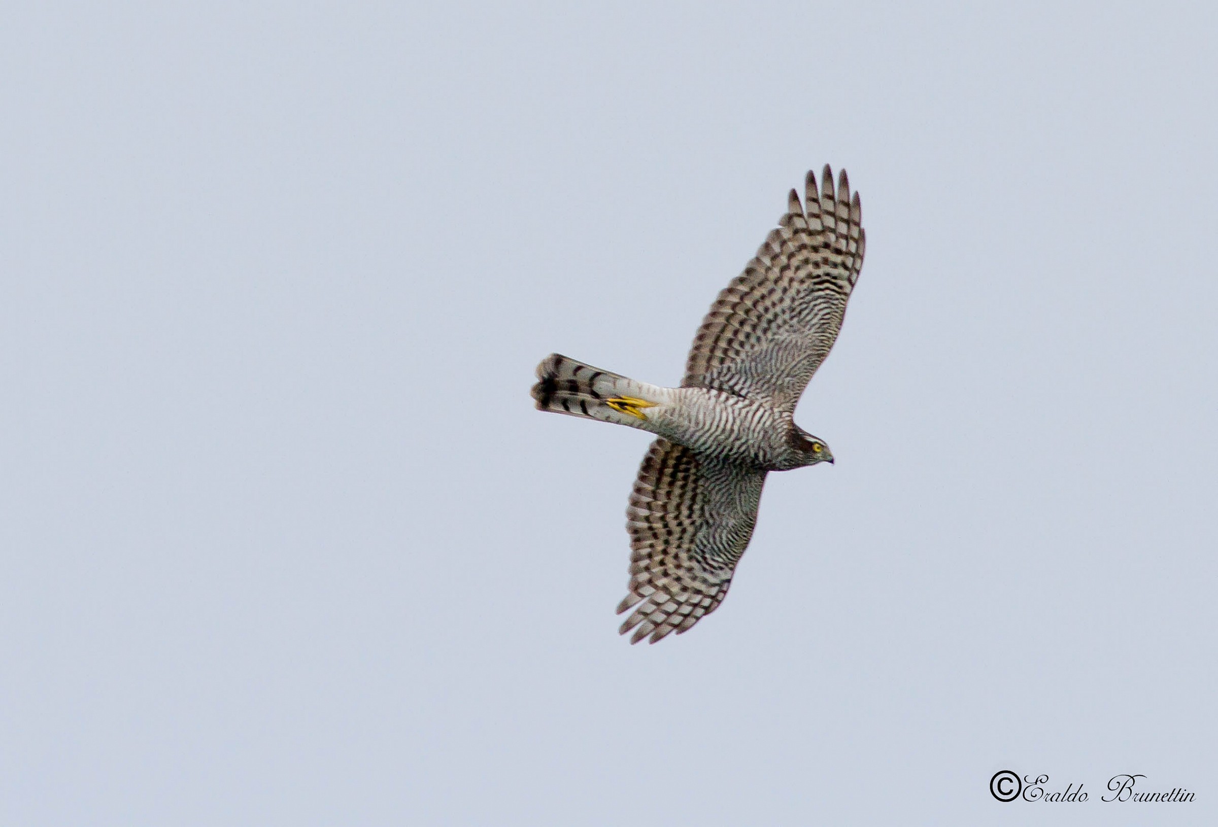 Sparrowhawk, female (Accipiter nisus)