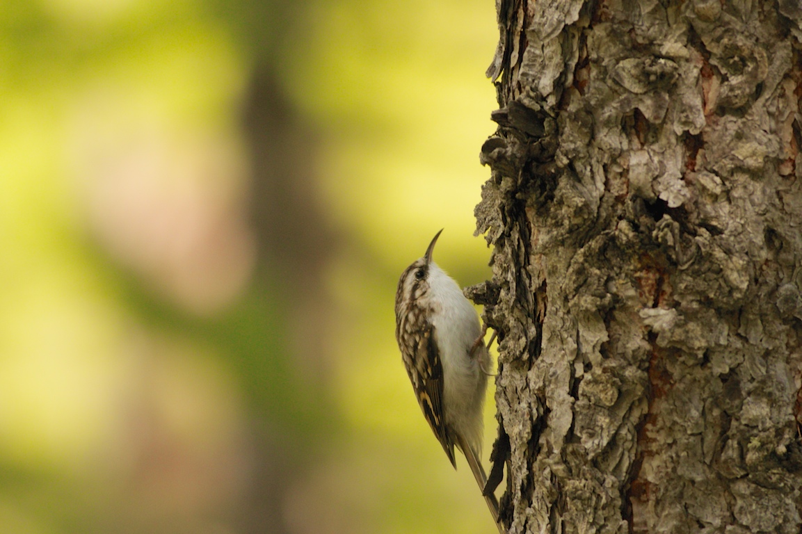 treecreeper