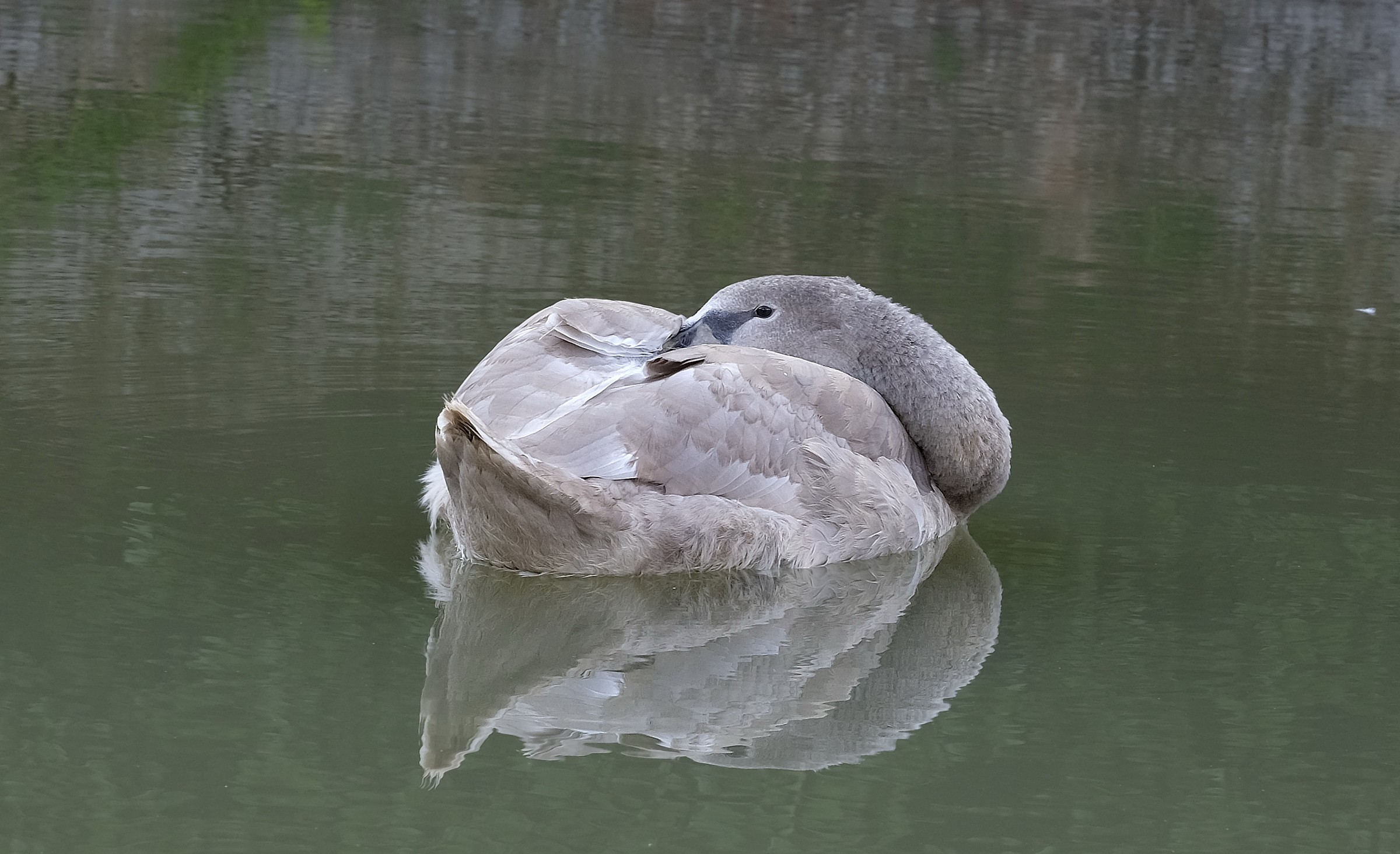 Swan in siesta