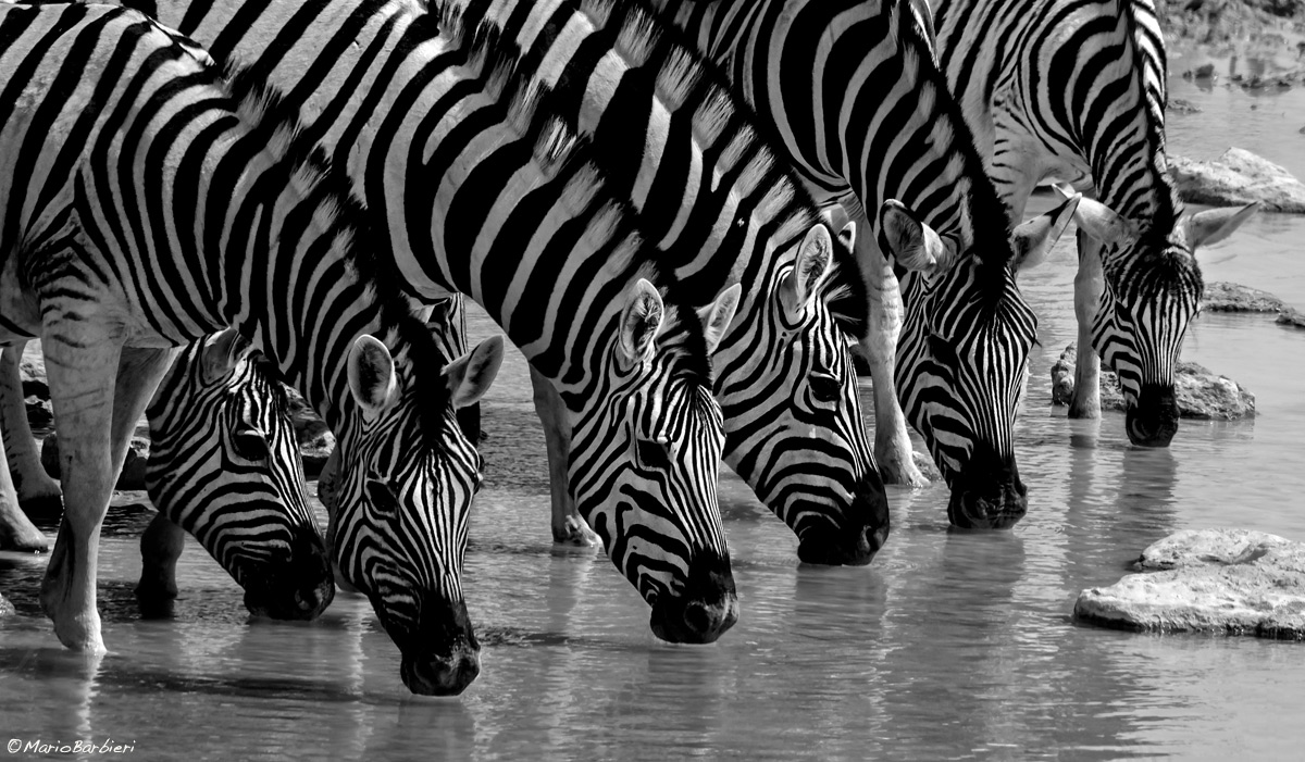 Zebre