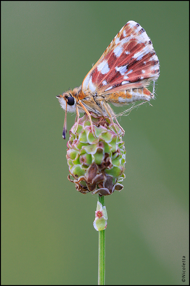 Hesperiidae Spialia Sertori