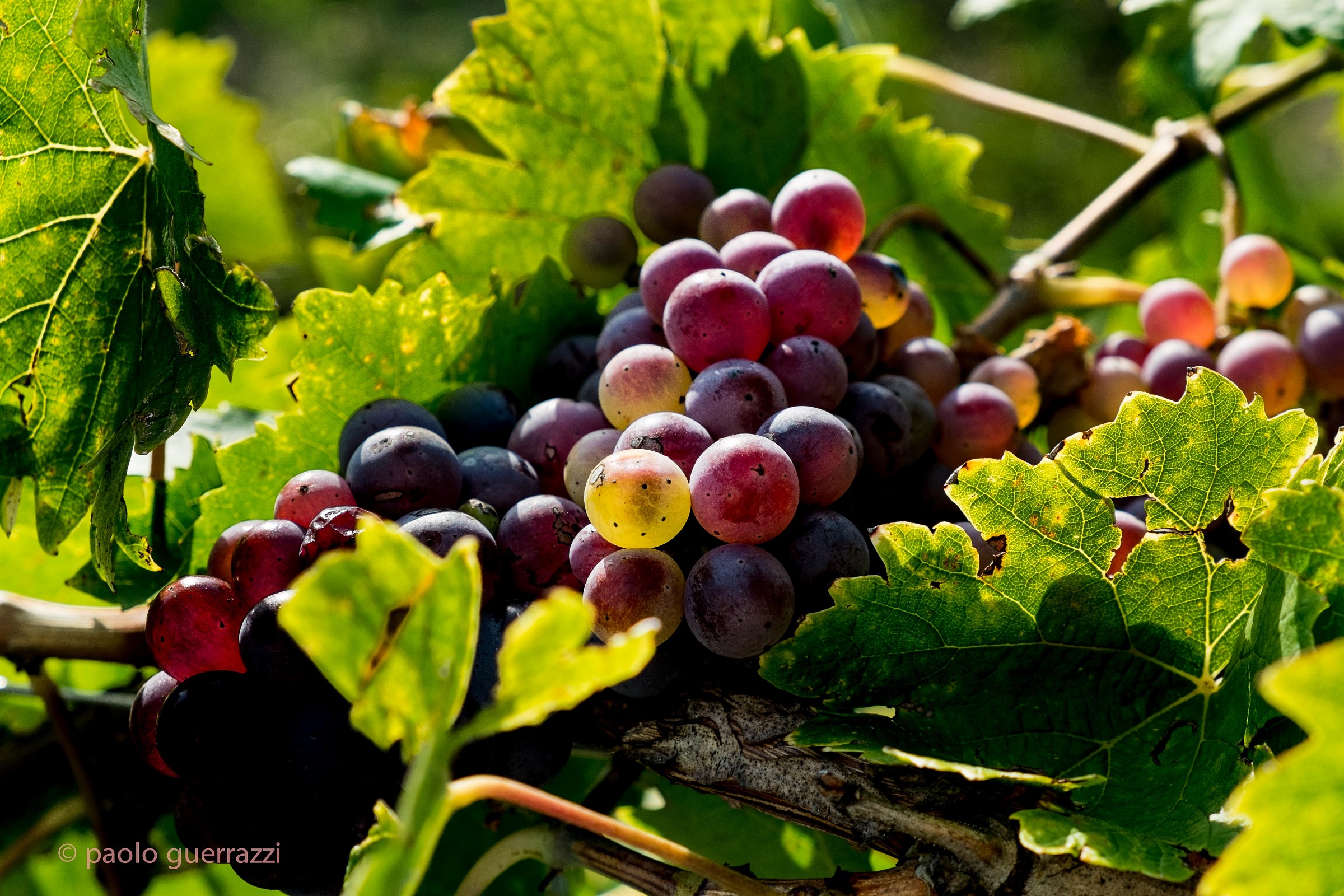 grapes