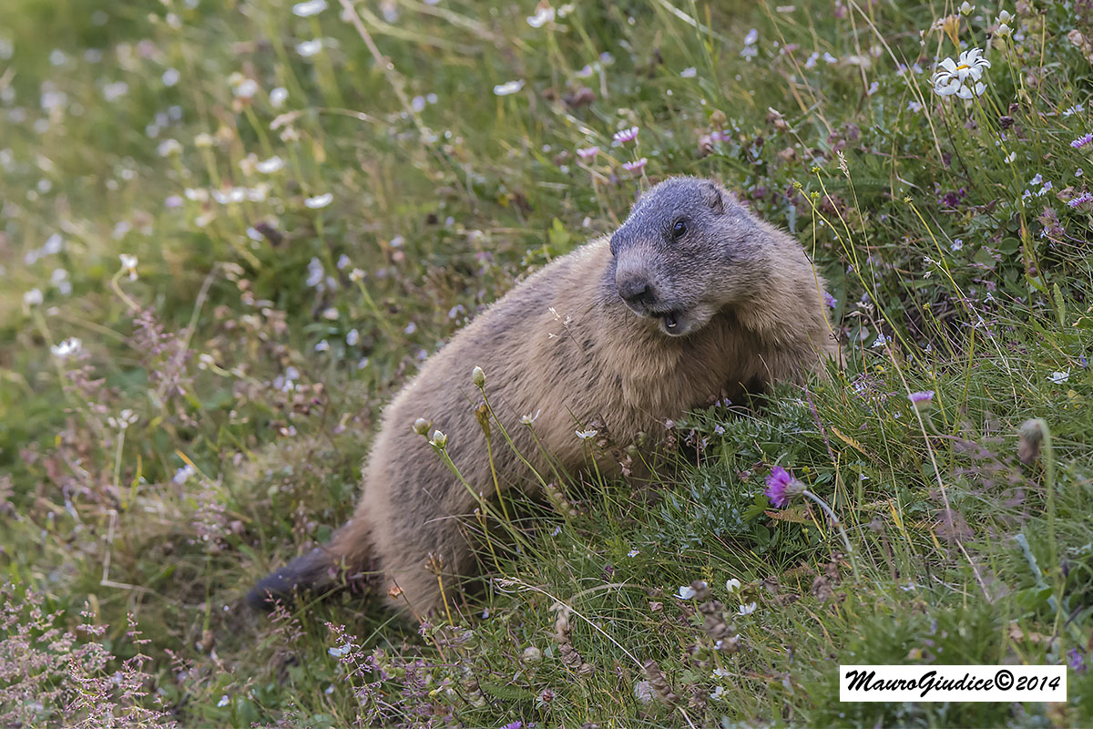 marmotta a