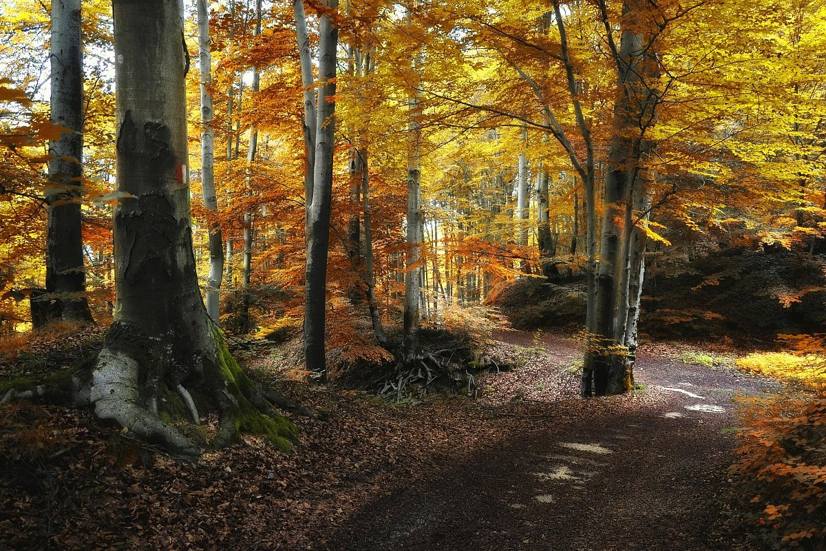 In the shade of the beech forest