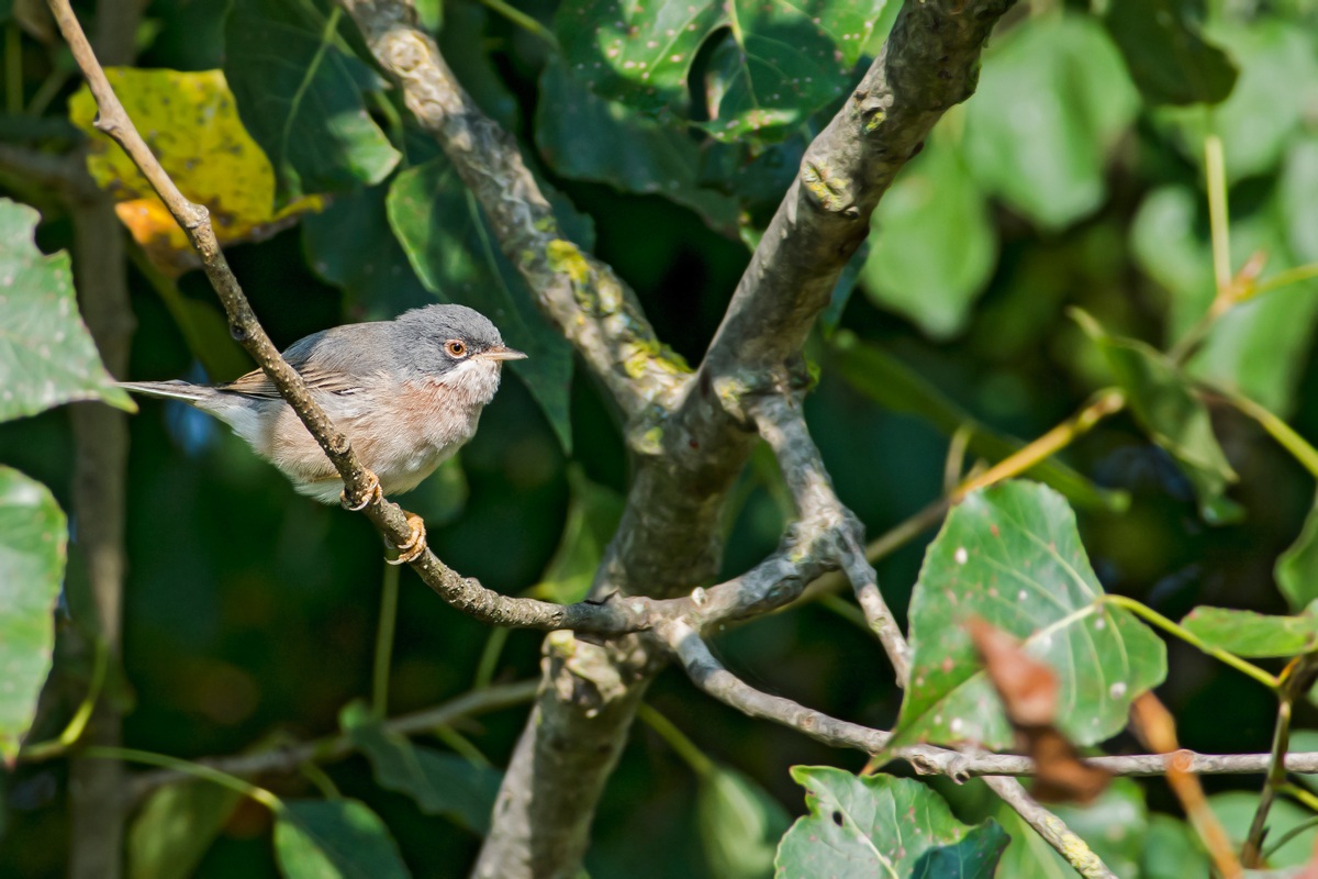 Subalpine Warbler