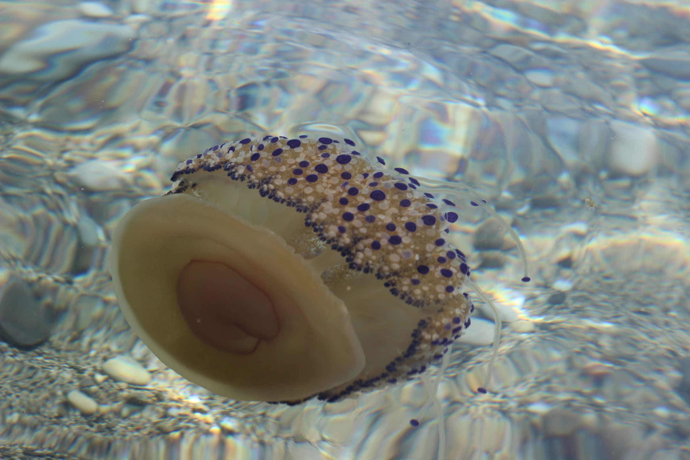 Cotylorhiza tuberculata