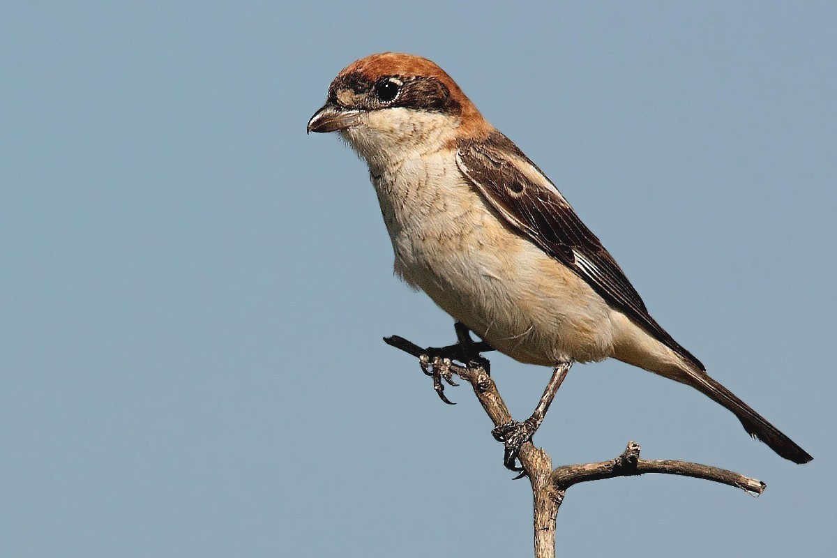 Shrike woodchat