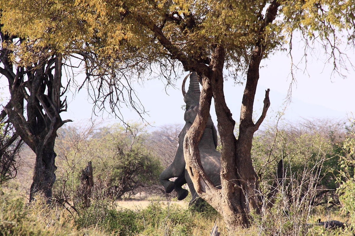 Elefante su due zampe
