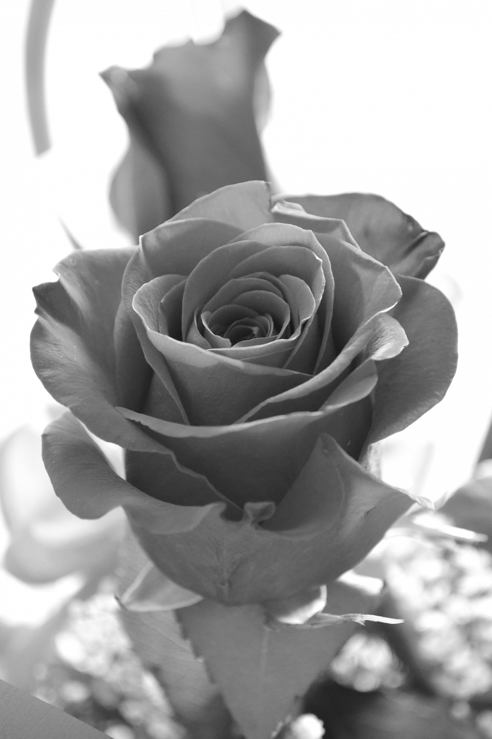 la bellezza della rosa