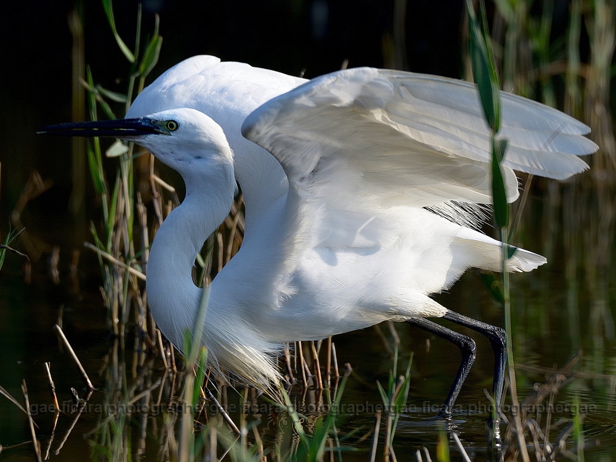 Egret vain