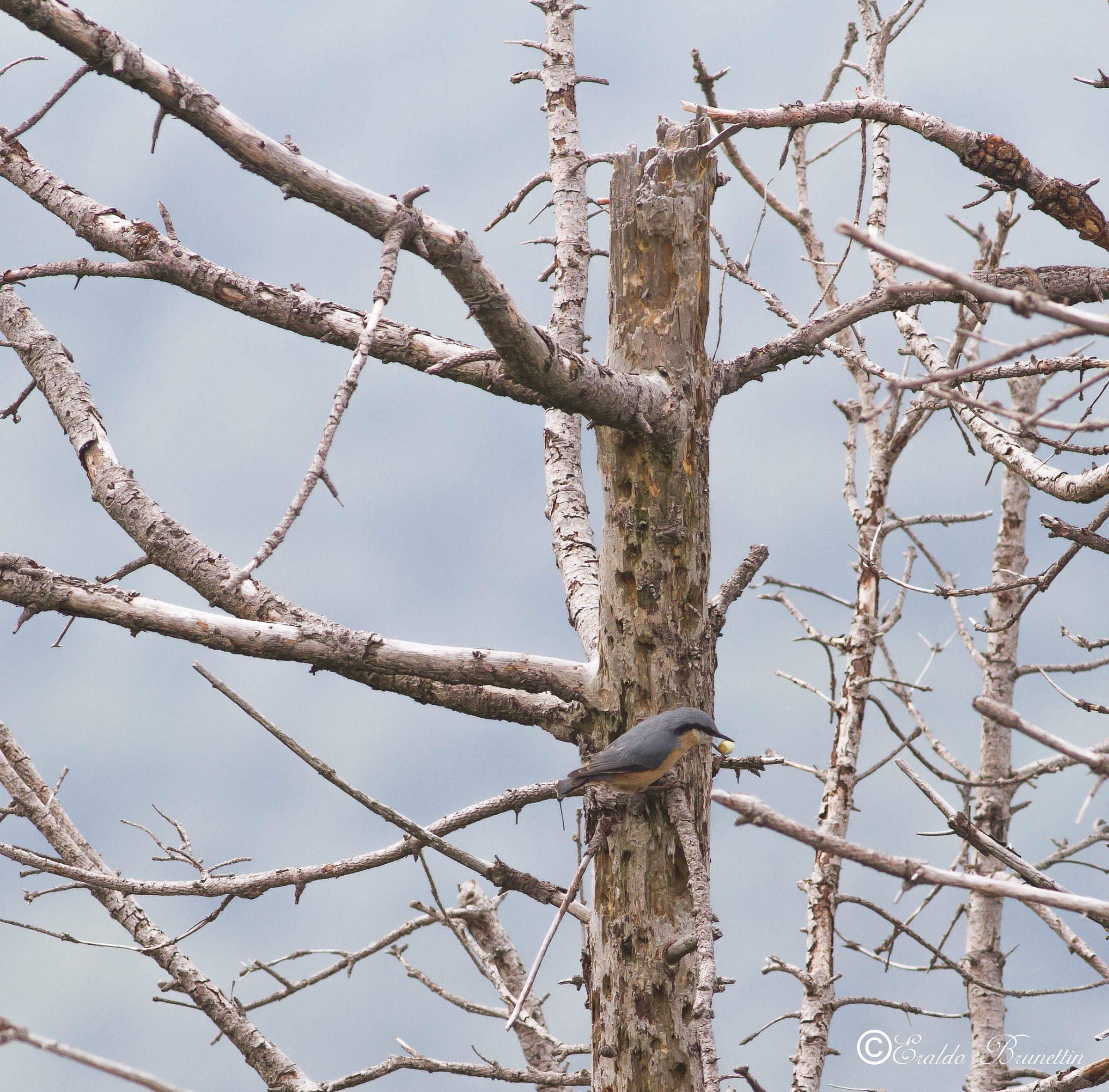Nuthatch (Sitta europaea)