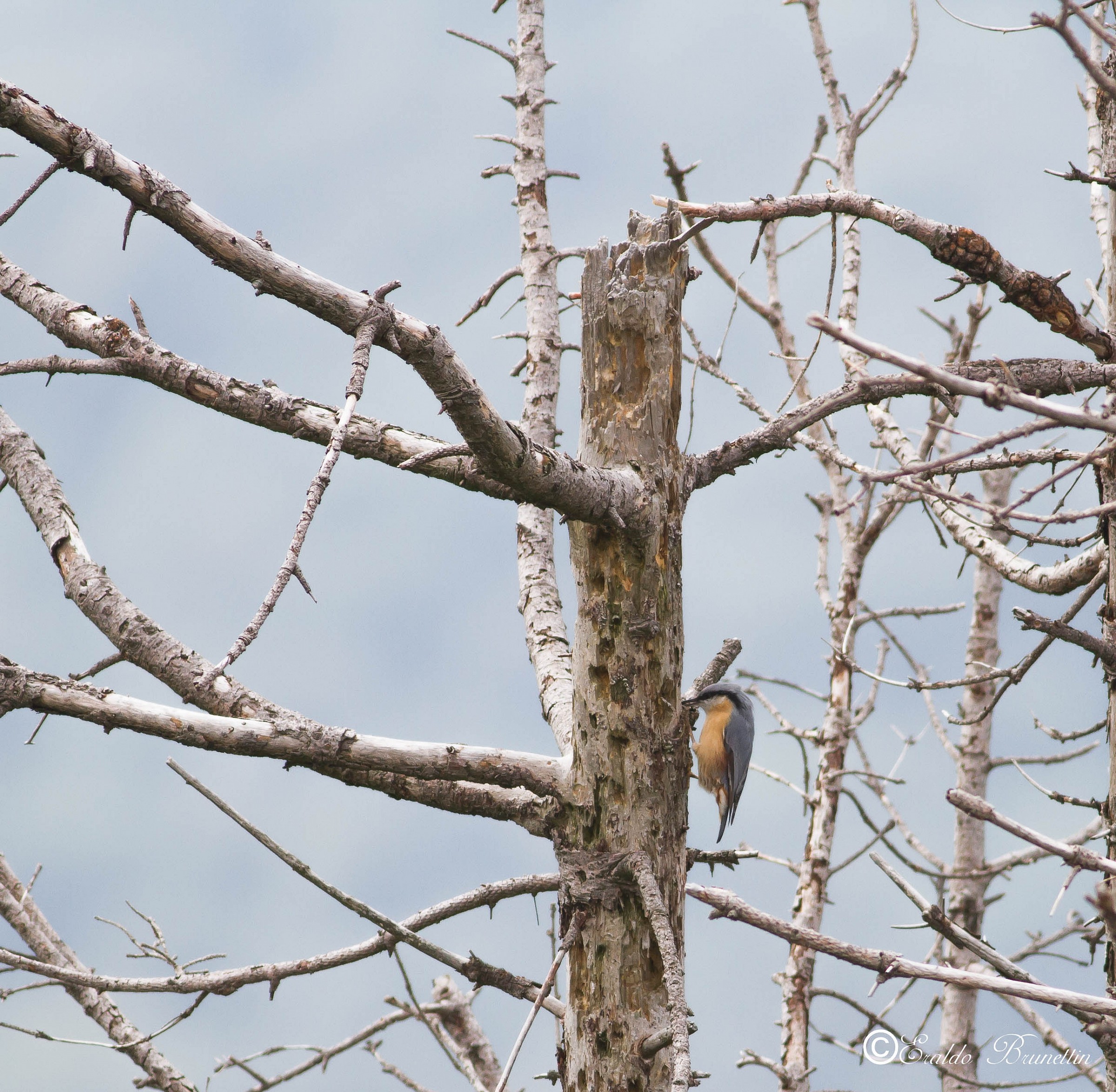 Nuthatch (Sitta europaea)
