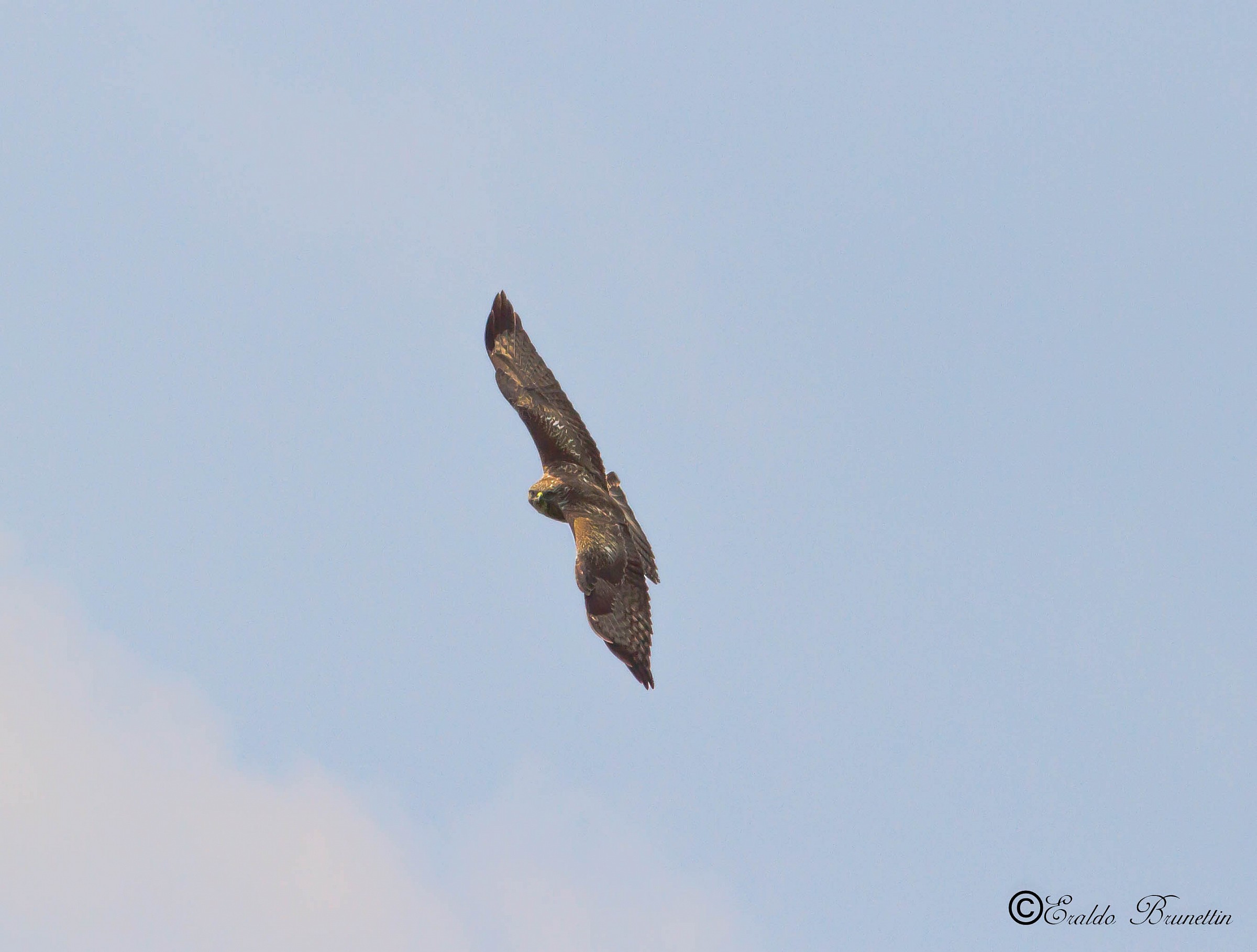 Poiana (buteo buteo)