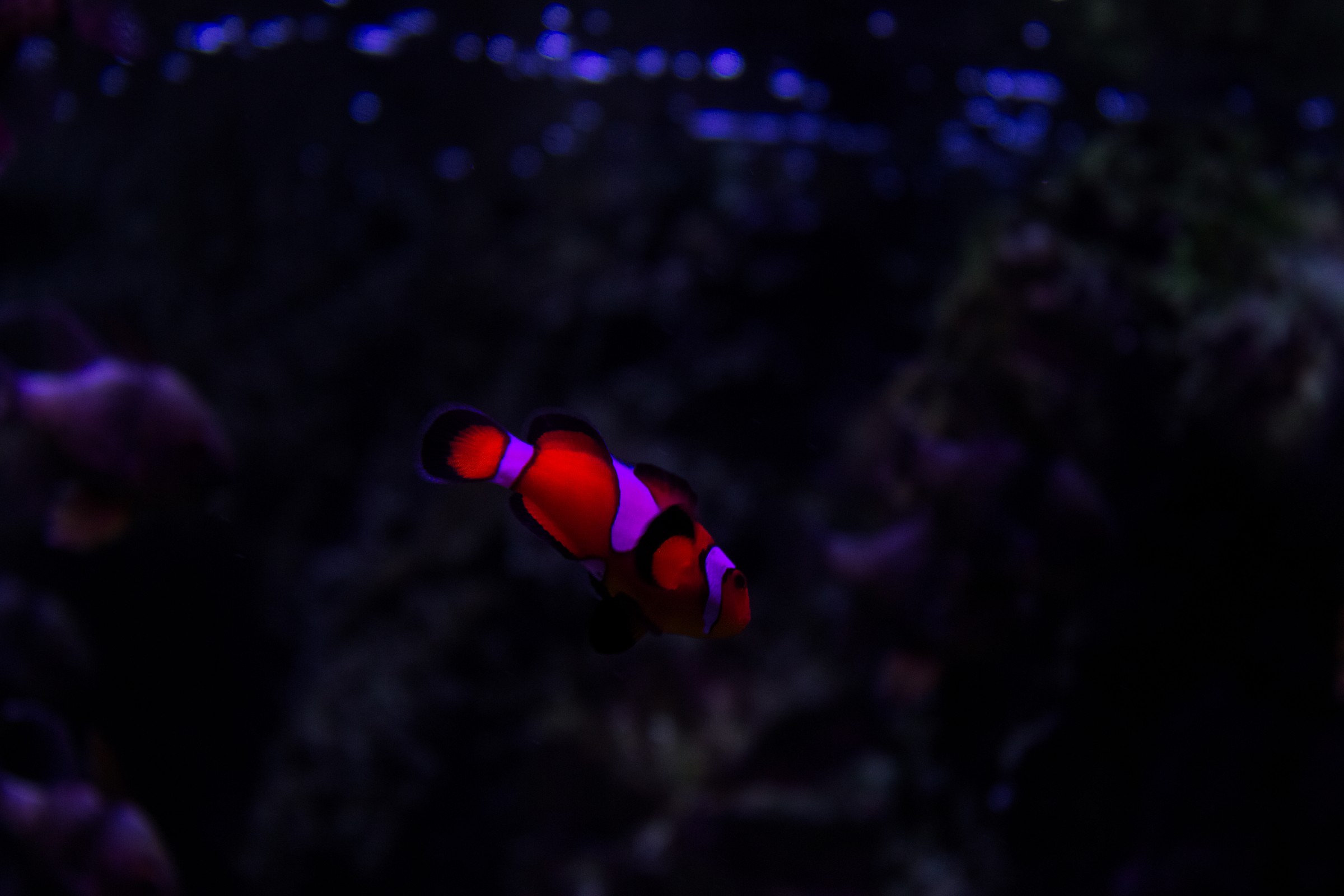 Amphiprion percula