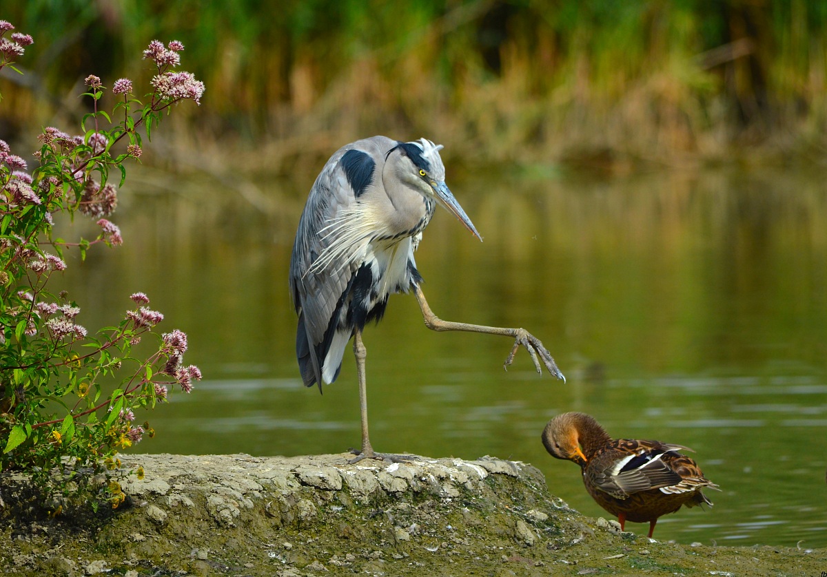 avvicinati ti aiuto volentieri