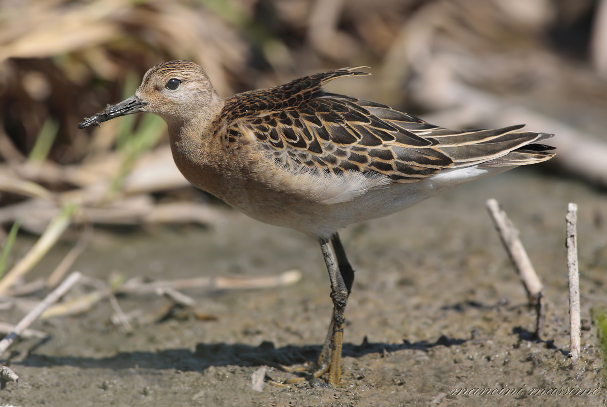 Ruff (Philomachus pugnax)