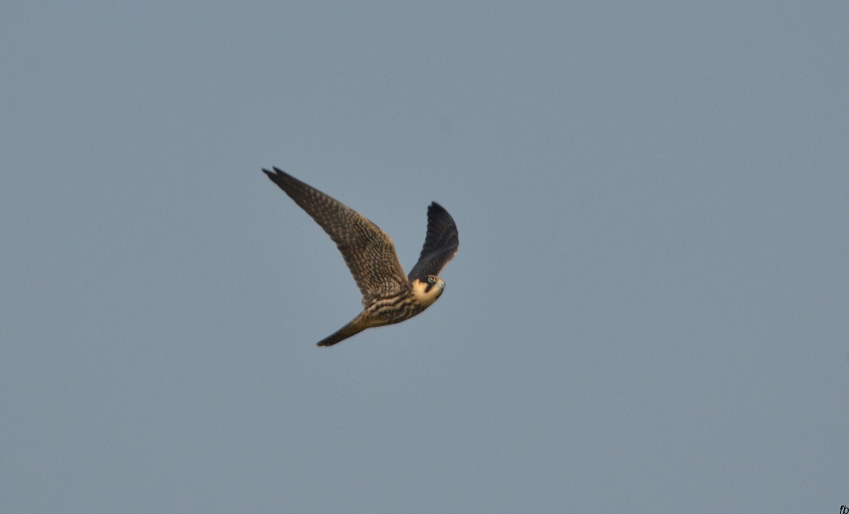 è passato ( il lodolaio)