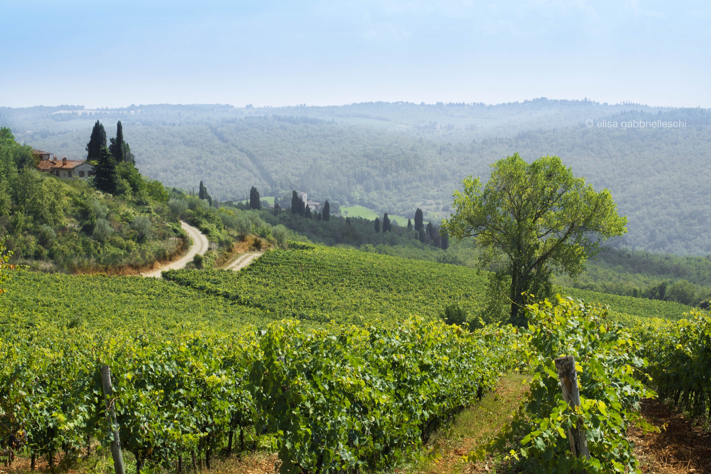 Vigneto in Chianti, Toscana