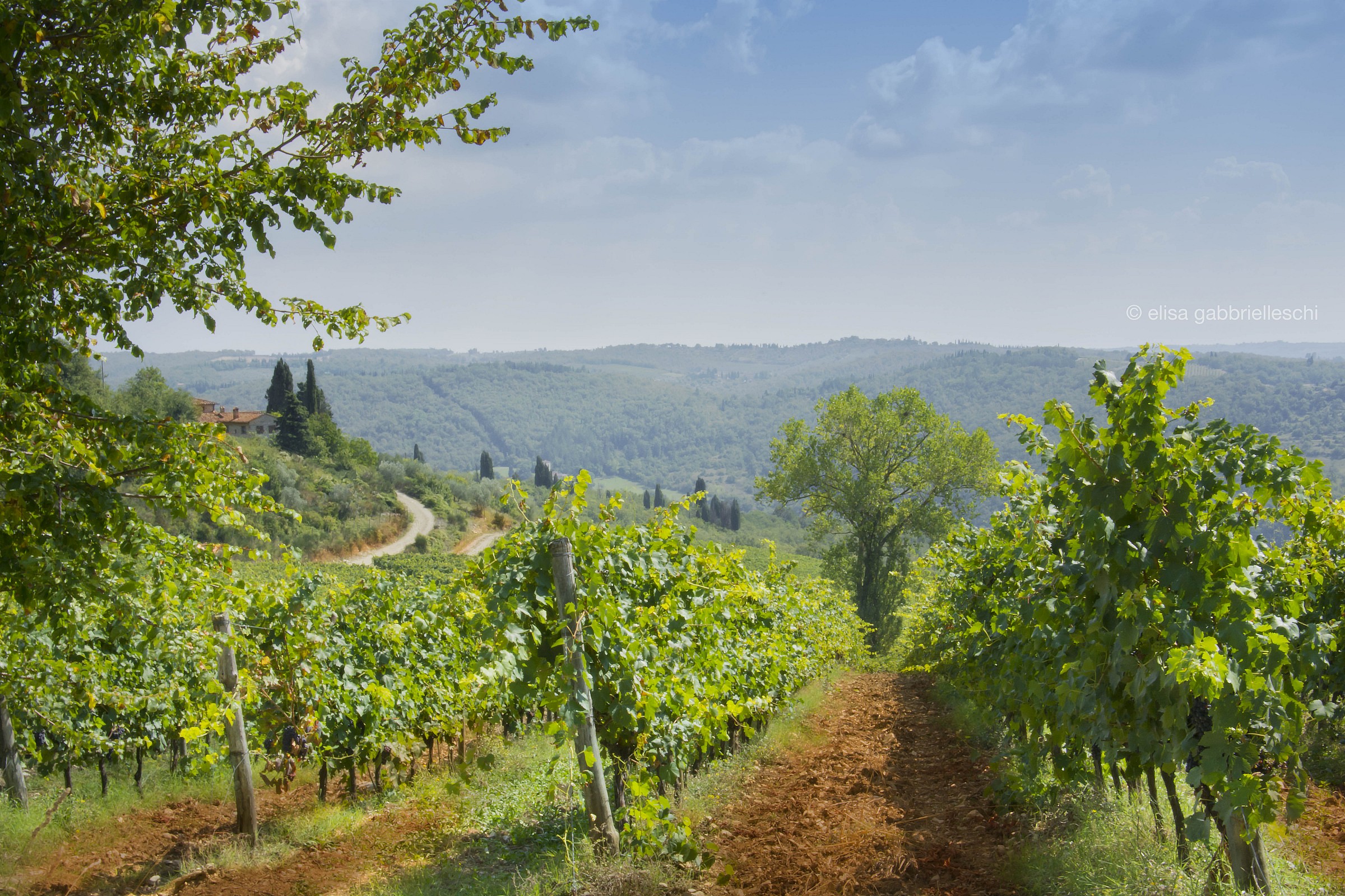 Vigneto in Chianti, Toscana