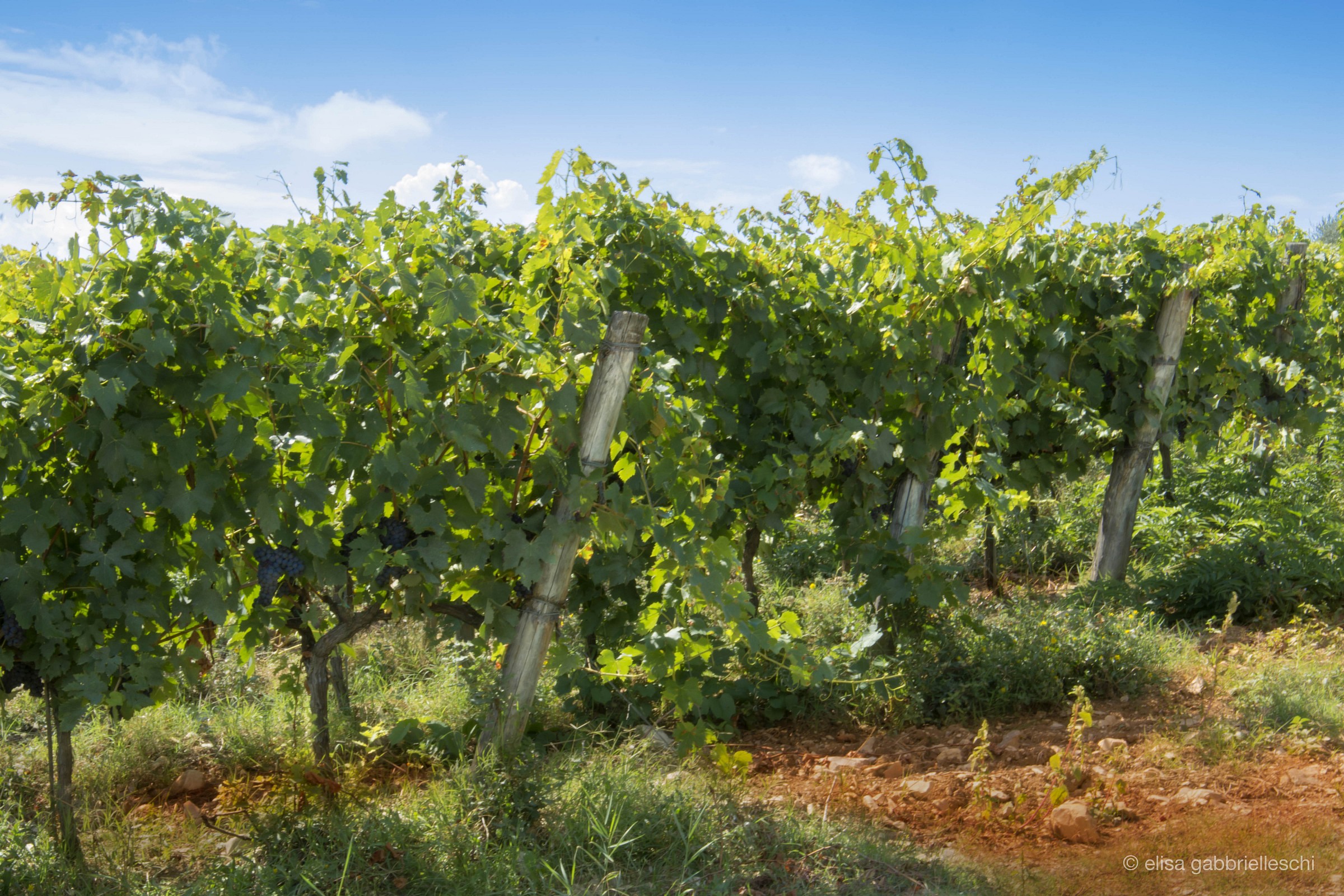 Vigneto in Chianti, Toscana