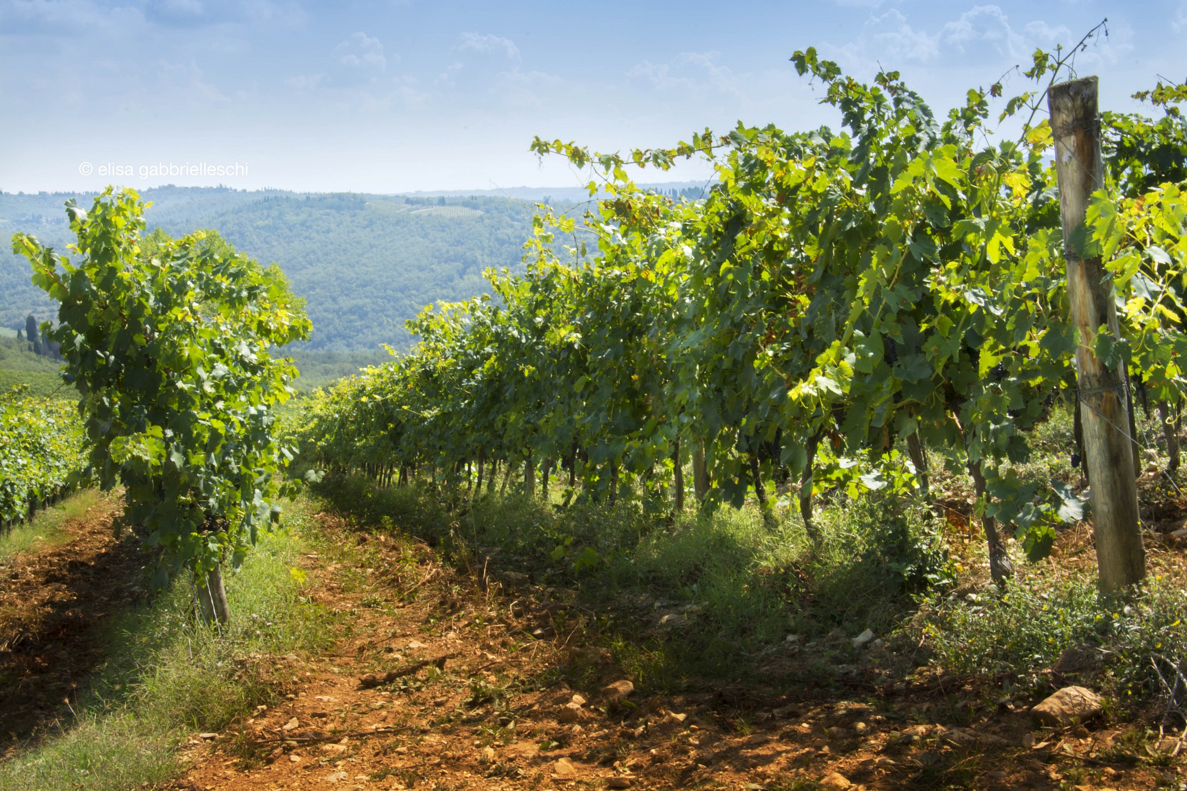 Vigneto in Chianti, Toscana