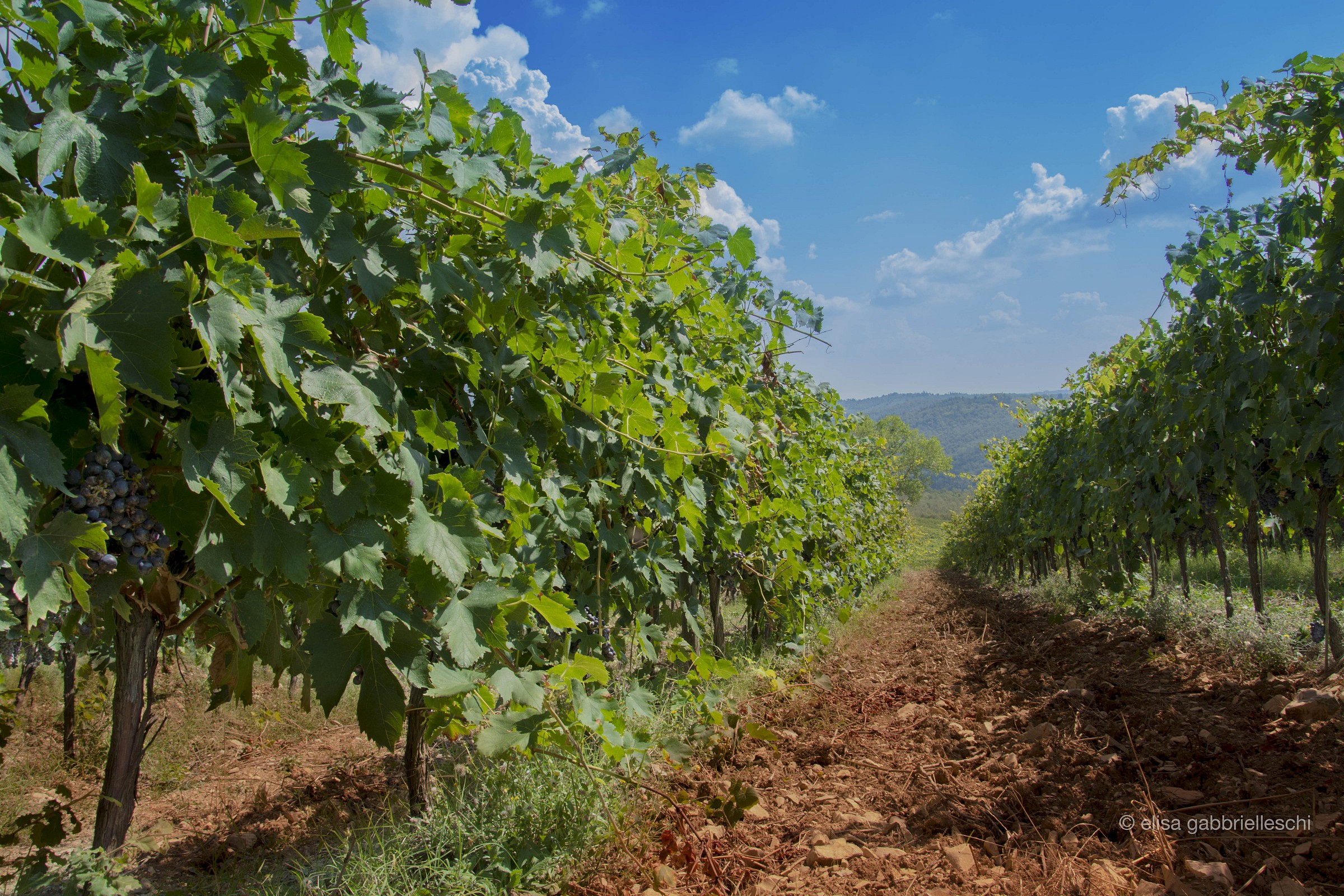 Vigneto in Chianti, Toscana