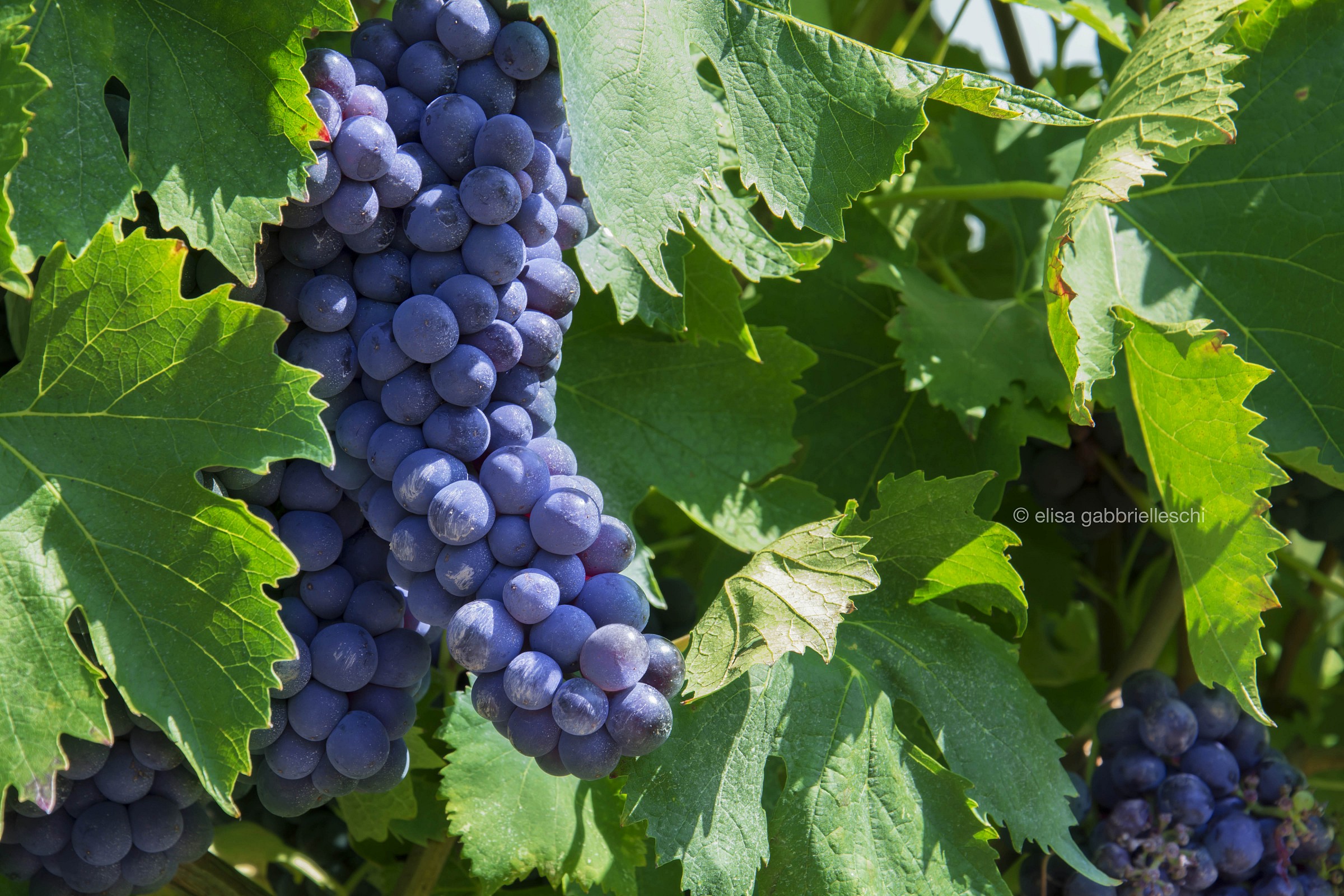 Vigneto in Chianti, Toscana