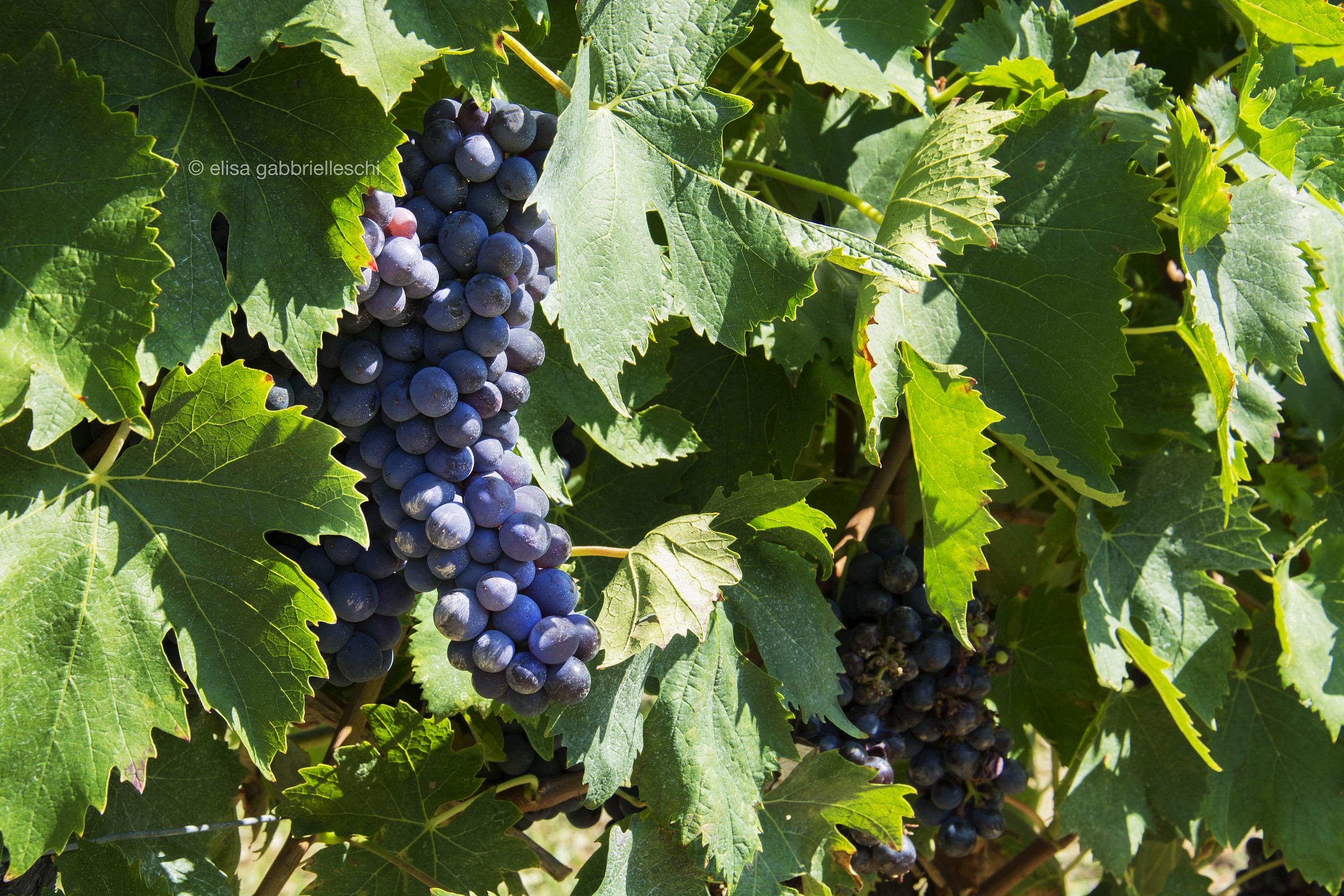 Grappolo d'uva in Chianti, Toscana