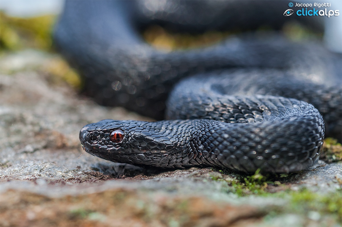 Vipera berus melanica