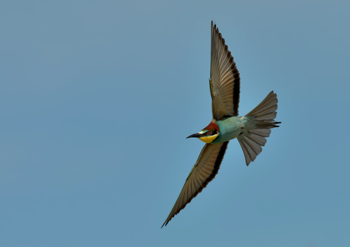 Bee-Eater