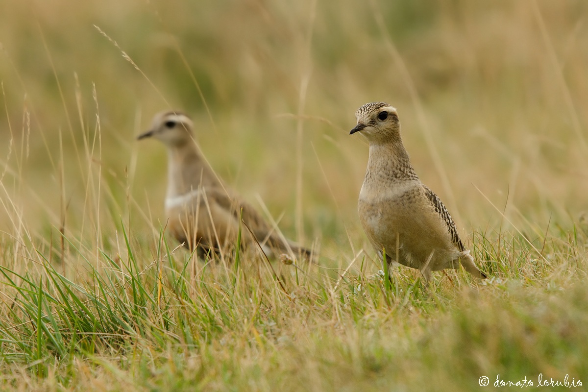 Dotterels