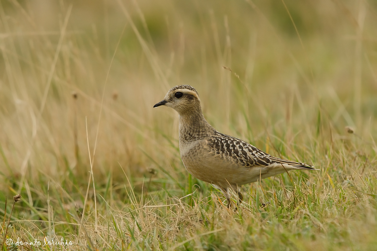 Dotterel
