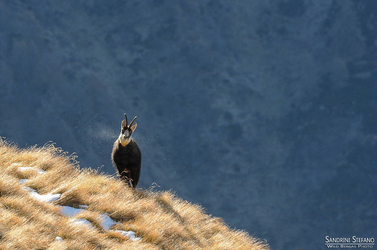 The whistle of the chamois