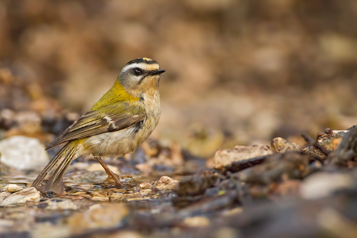 Firecrest