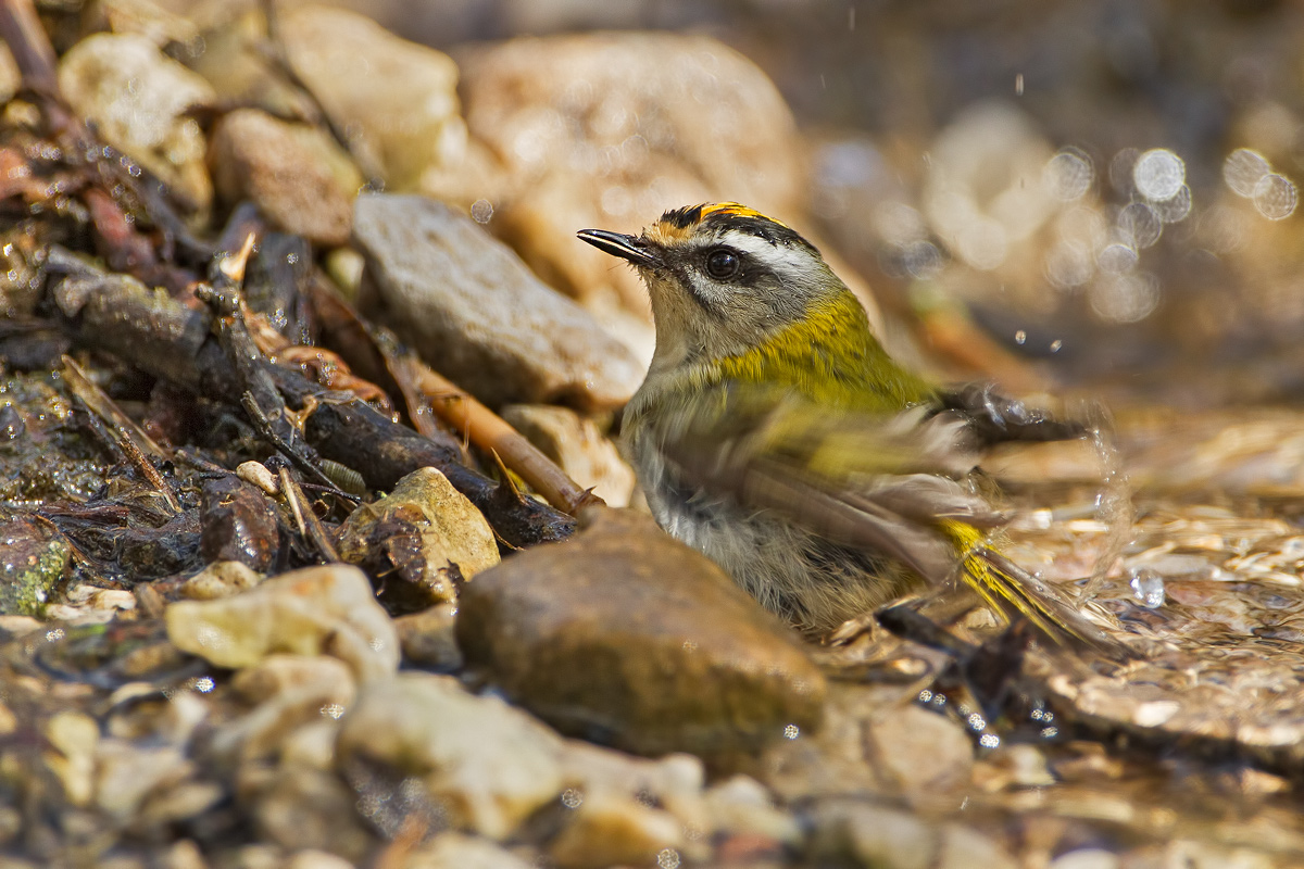Firecrest