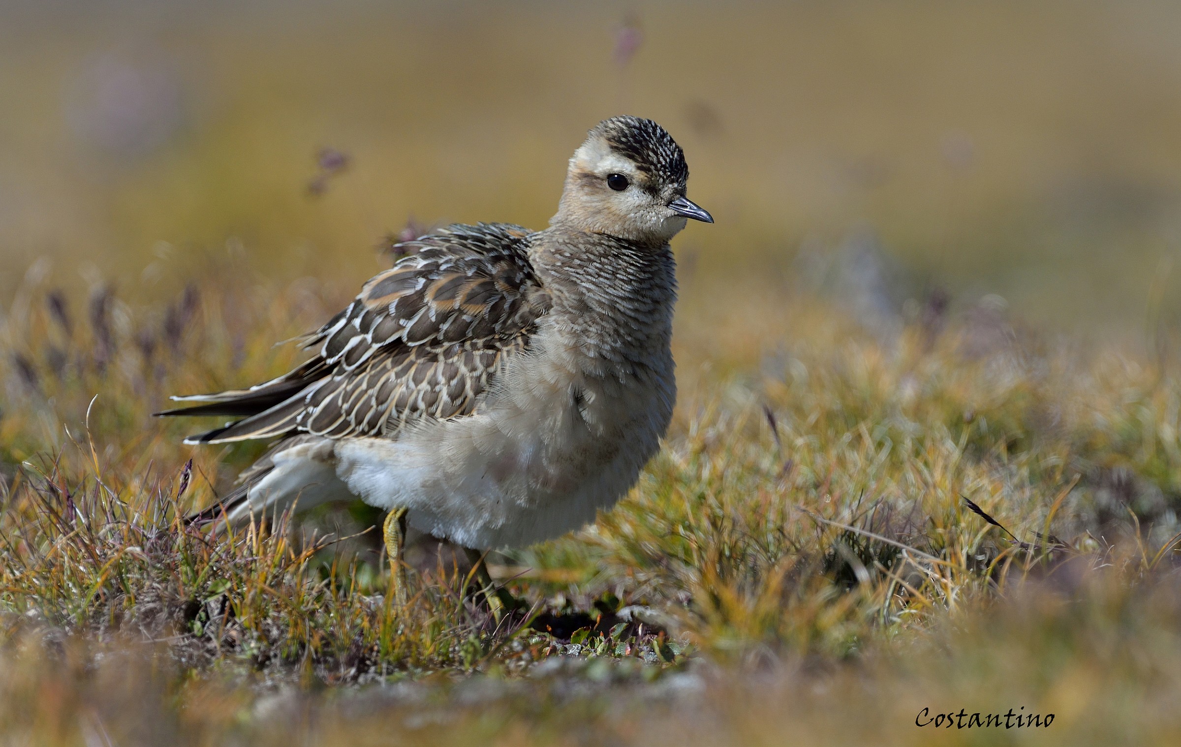 Dotterel (Charadrius morinellus)