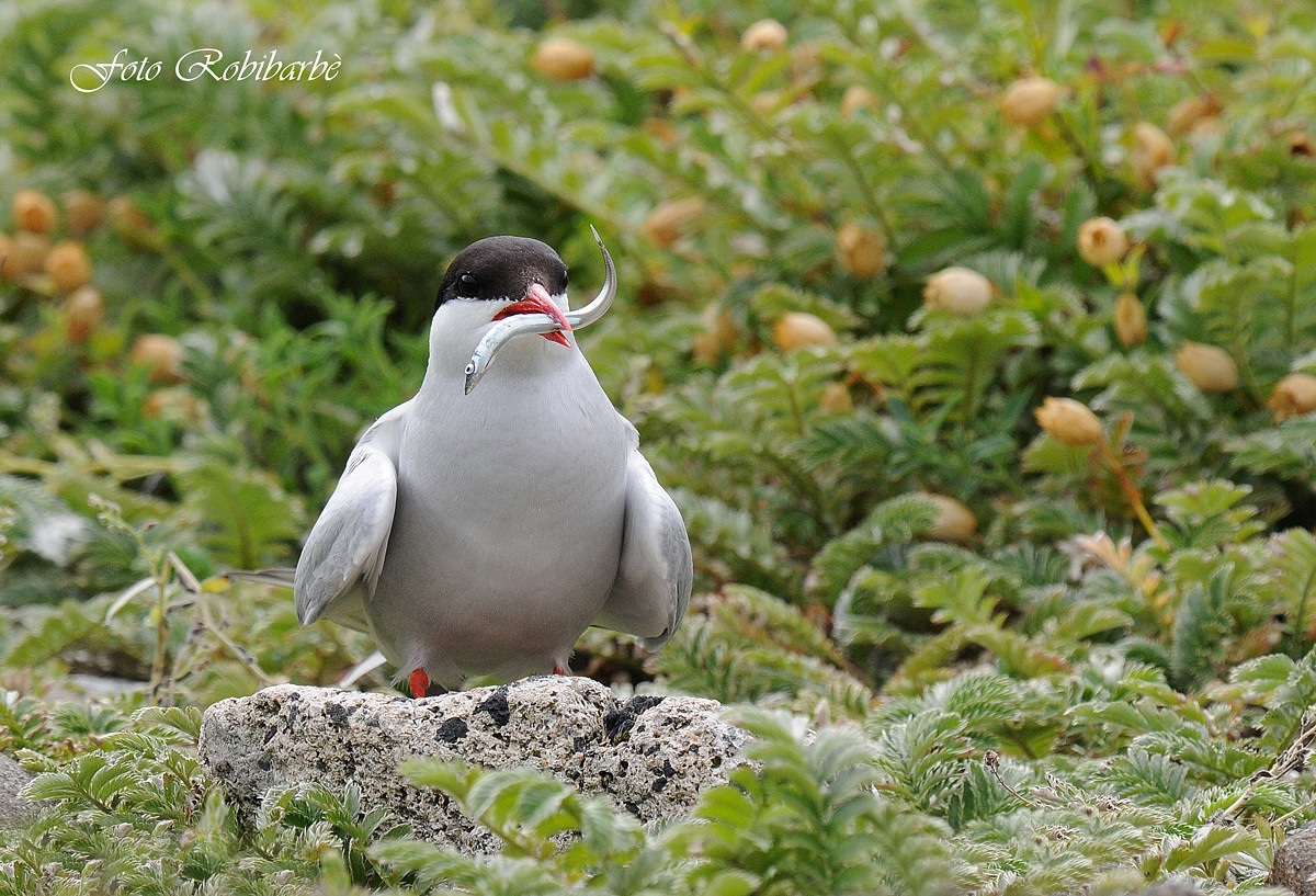 Sterna codalunga... con preda...