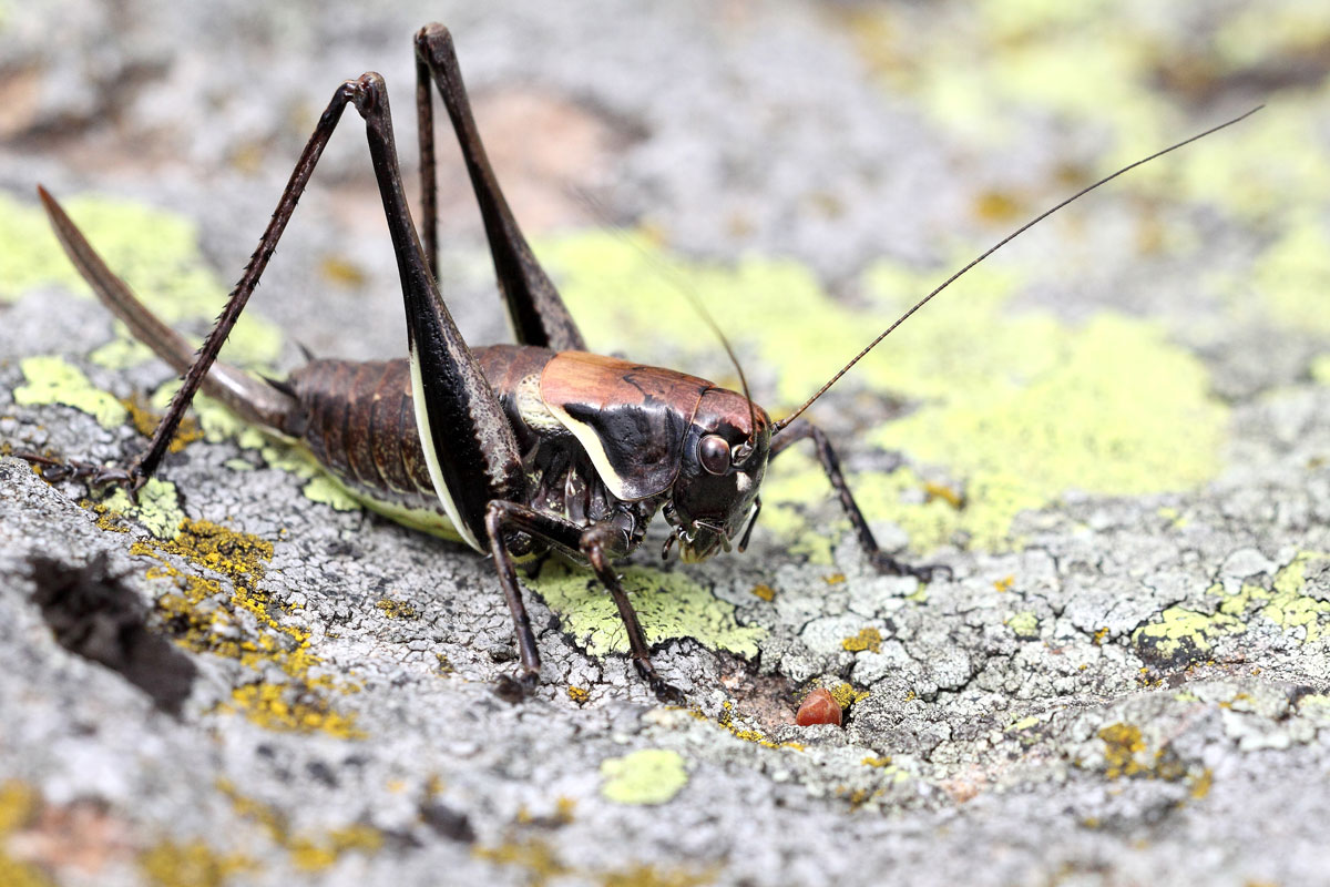 Pholidoptera aptera F.