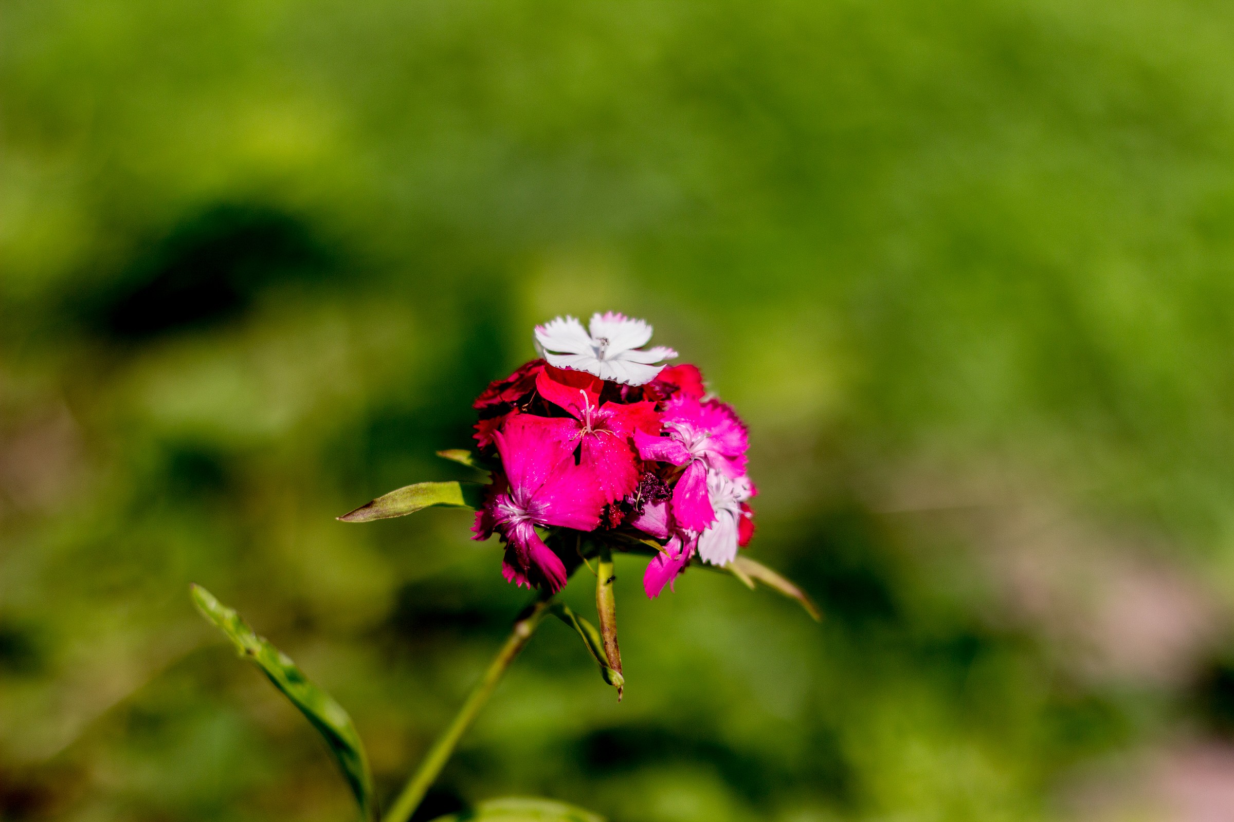 Dianthus barbatus