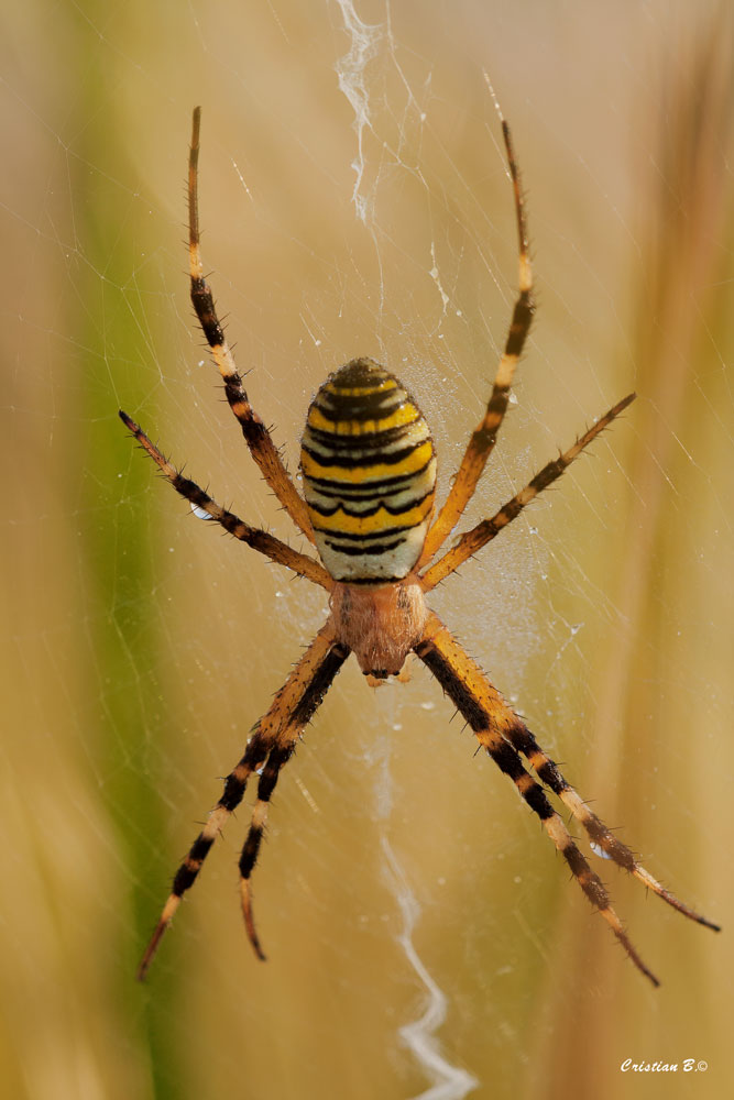 argiope 1