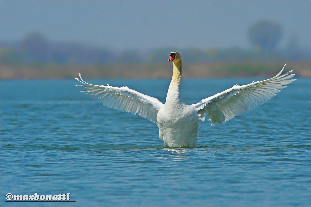 Mute Swan (Cygnus olor)