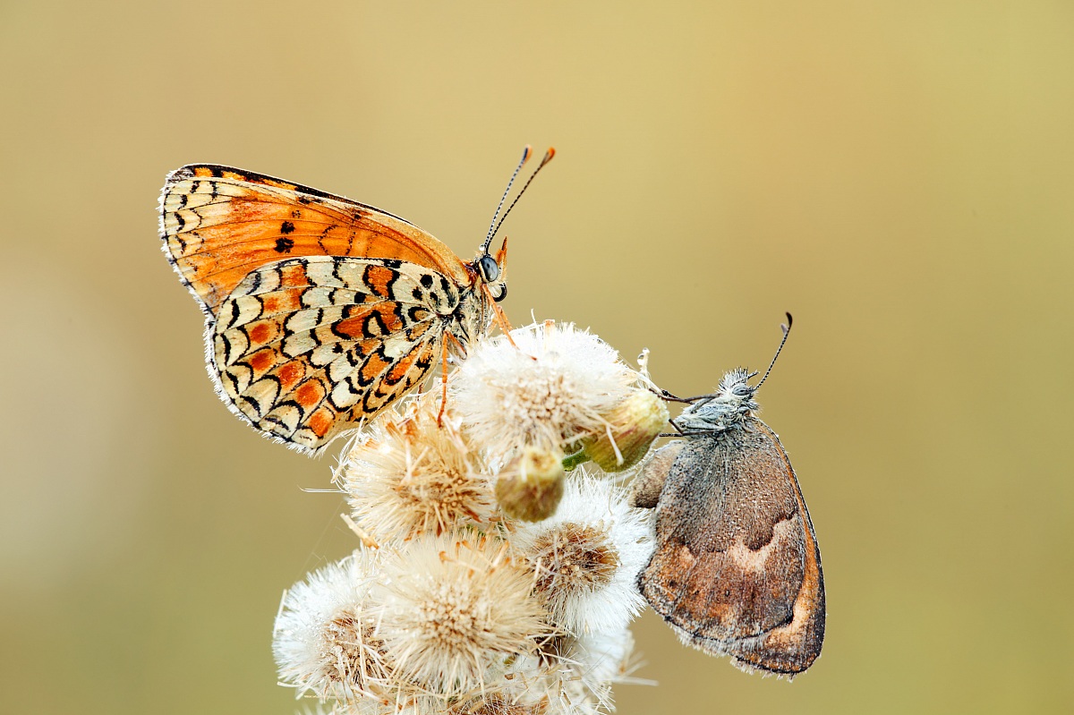 Melitaea phoebe e Coenonympha pamphilus