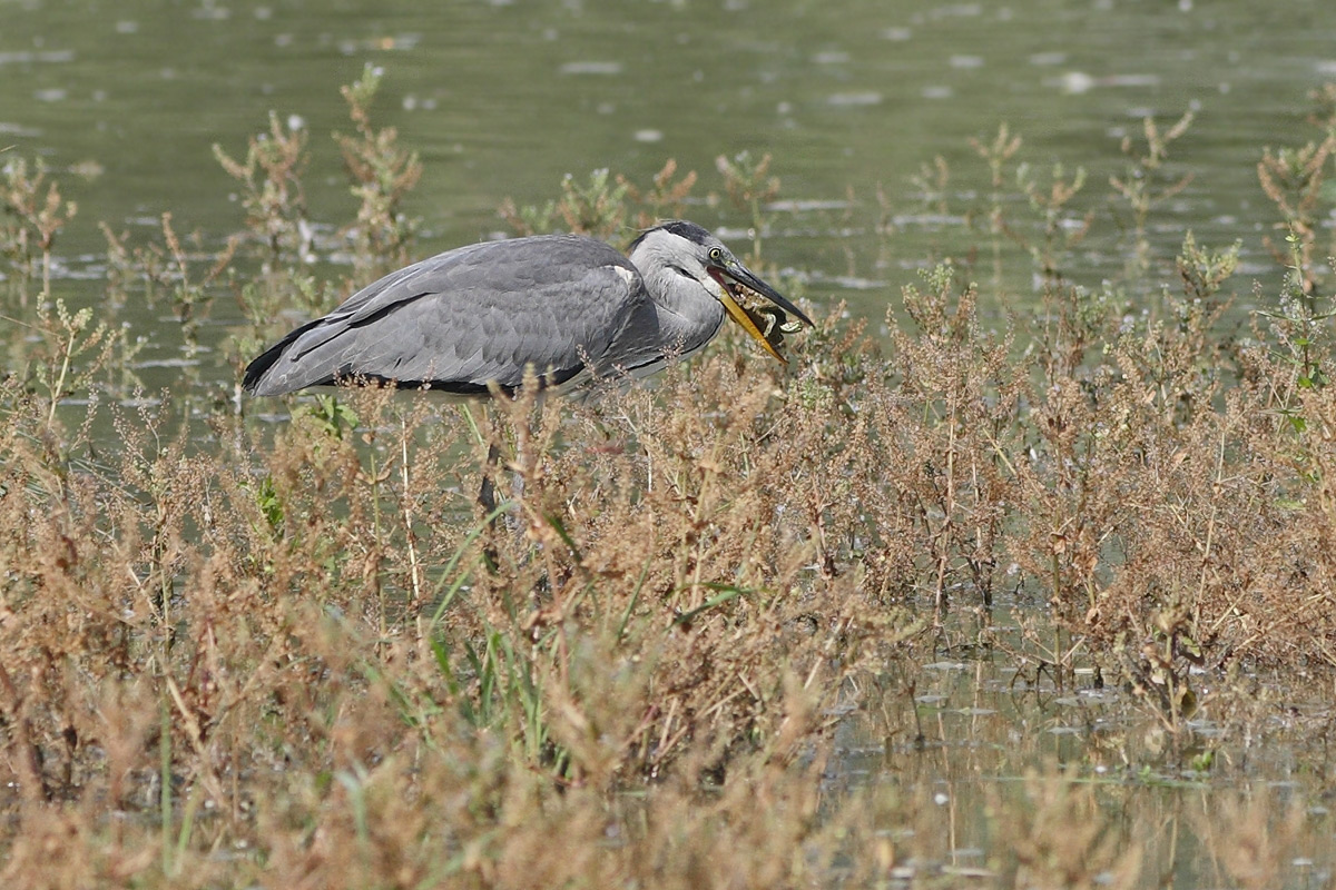 Heron Cinerino with turtle