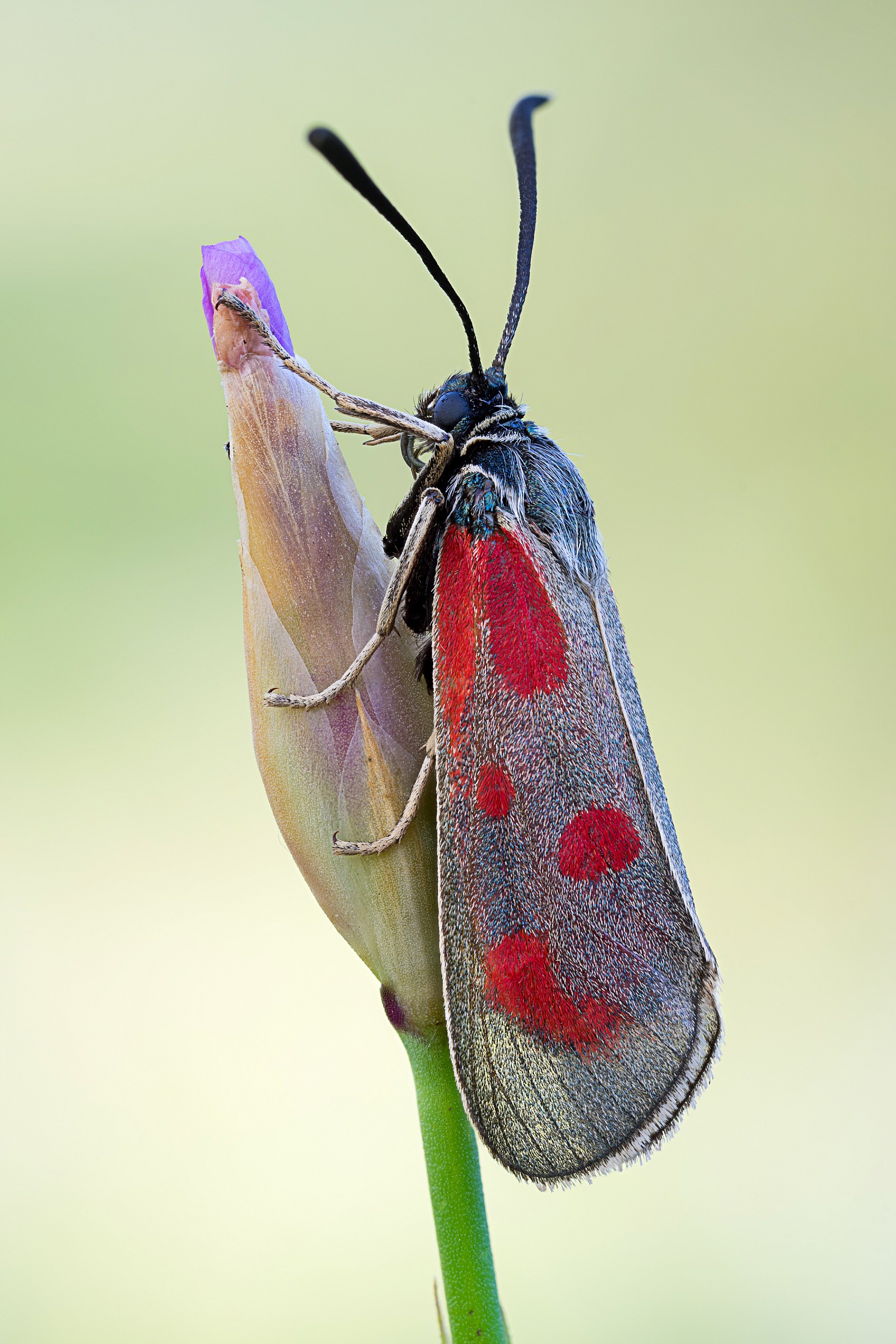 Zygaena sp.