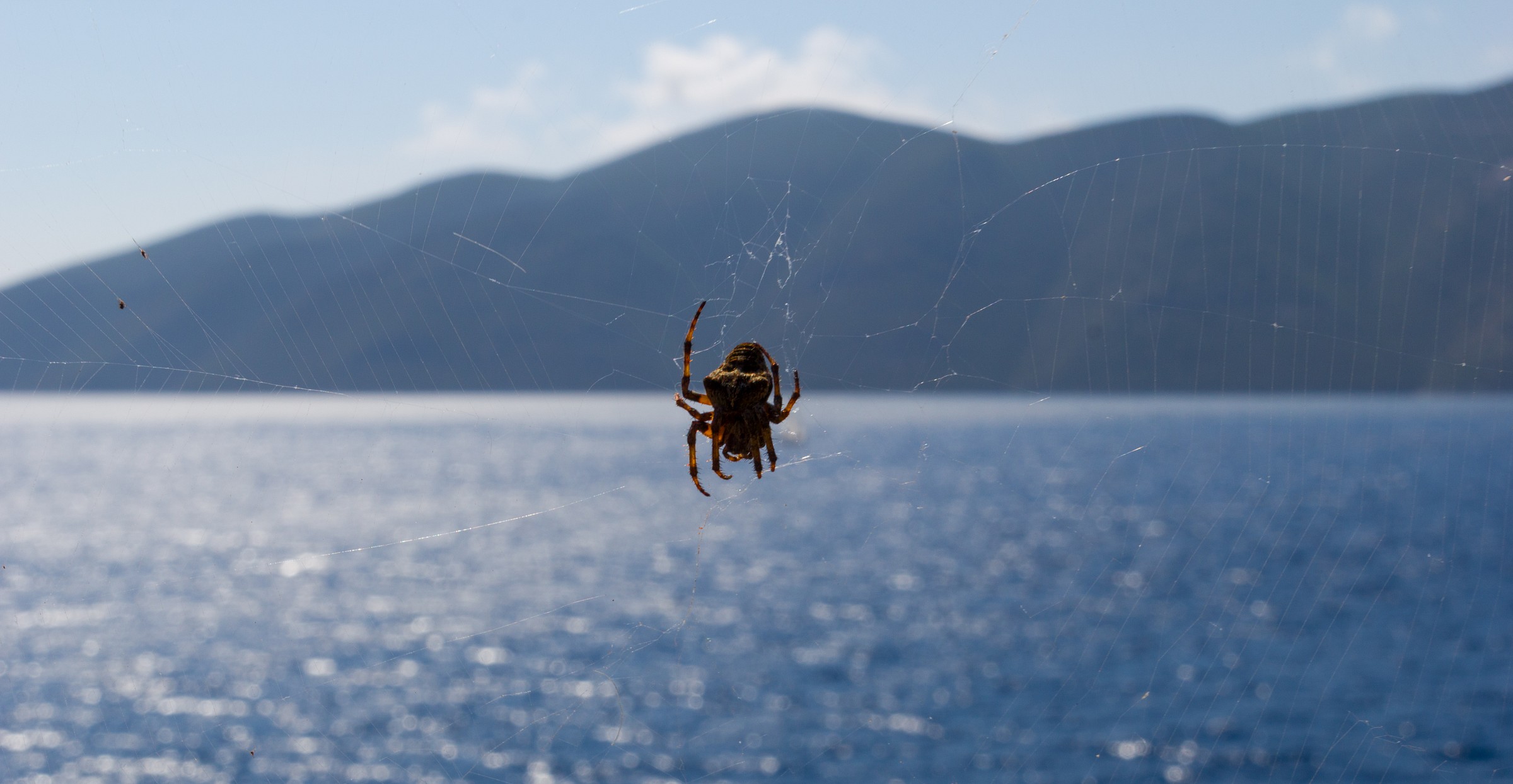 A test of arachnophobia